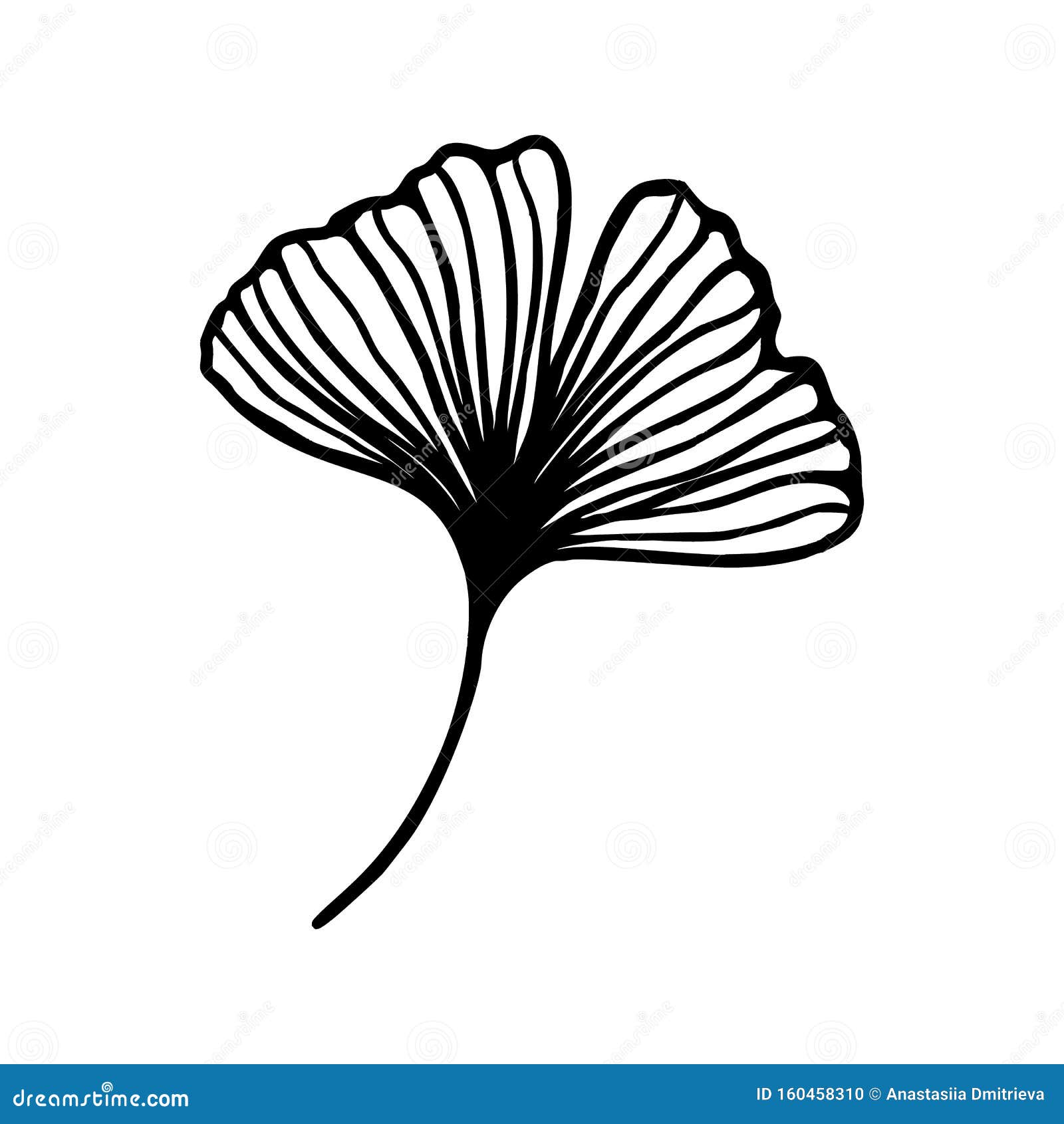 A ginko biloba leaf on white background design Vector Image