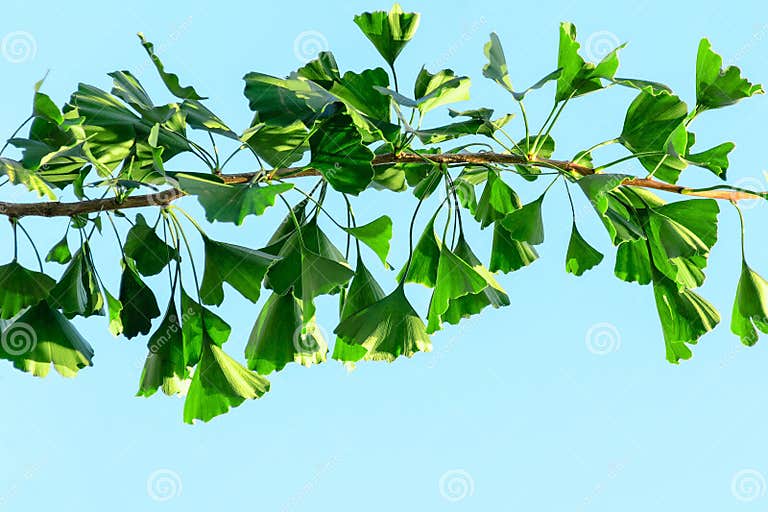 Ginkgo Biloba Niederlassung Mit Grünen Blättern Gegen Einen Blauen