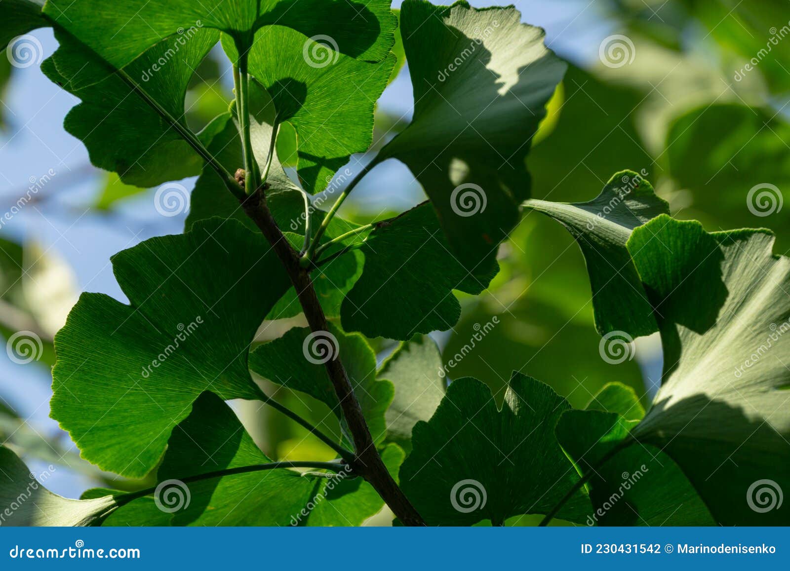 GinkgoGinkgoBiloba Oder Gingko Mit Hellgrünen Neuen Blättern Vor Dem