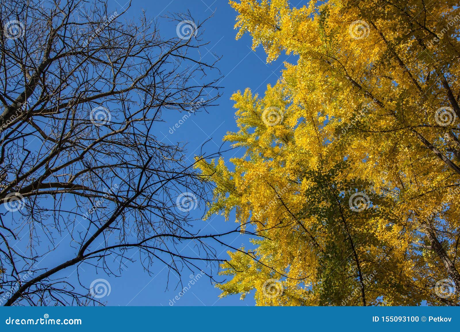 Ginkgo Biloba Trees in Spring and Bare Branches Stock Photo Image of