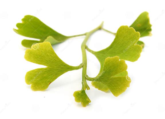 Ginkgo Biloba Zweig Mit Blättern Stockbild Bild von bild, getrennt