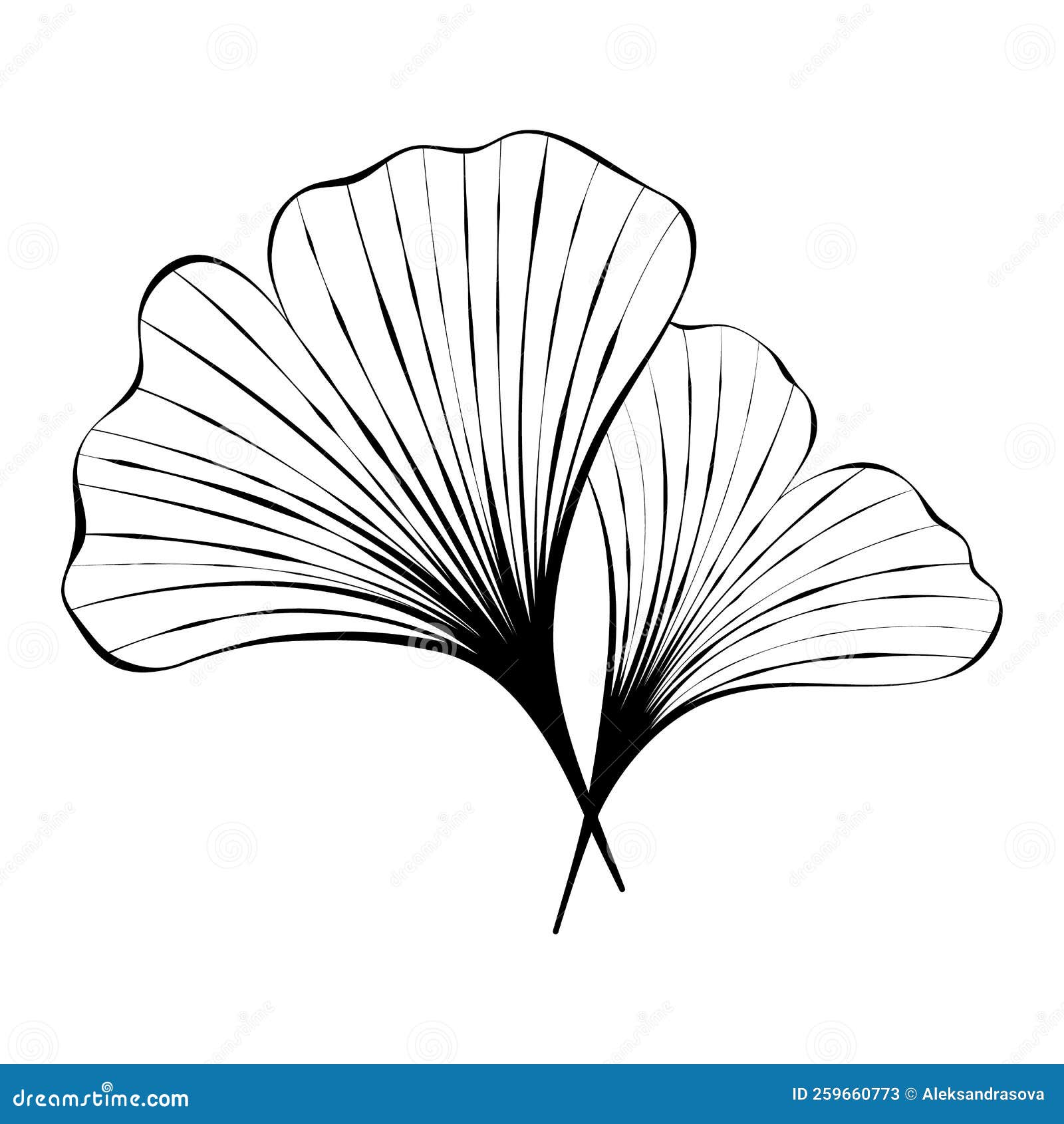 ginkgo leaves are a beautiful plant sketch of a botanist tattoo detailed  sketch vegetation Stock Photo  Alamy