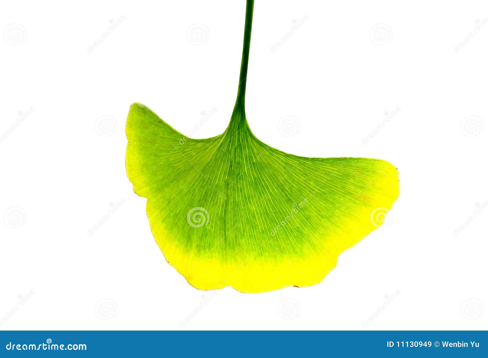 Ginkgo leaves stock image. Image of green, protection 11130949