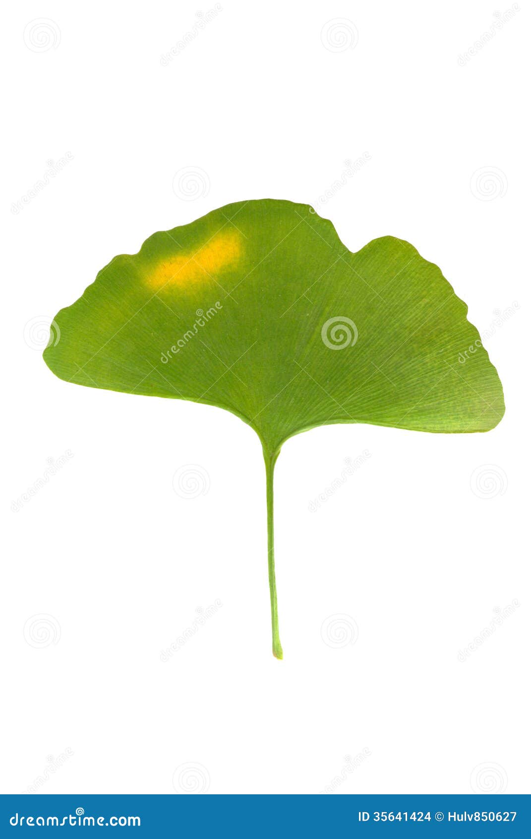 GINKGO LEAVES stock photo. Image of leaves, alternative 35641424