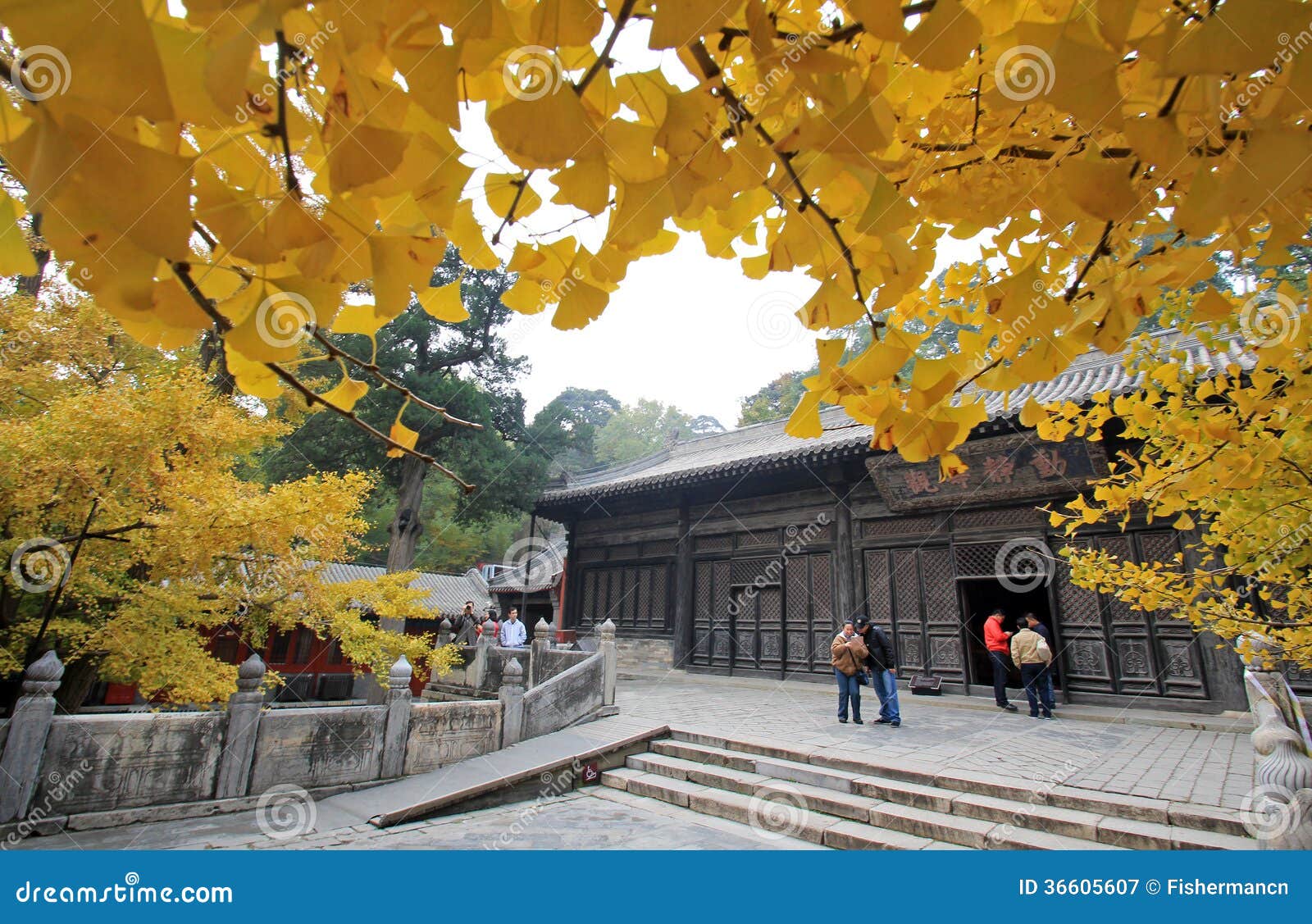 Ginkgo surrounded temple editorial photography. Image of autumn - 36605607