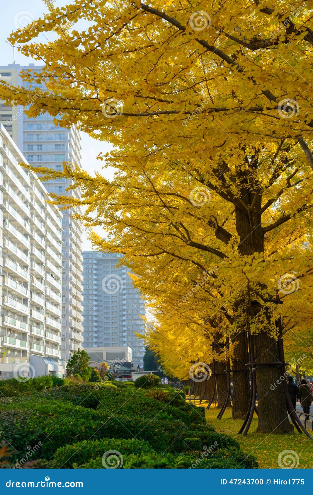 ginkgo tree-lined at hikarigaoka park in tokyo