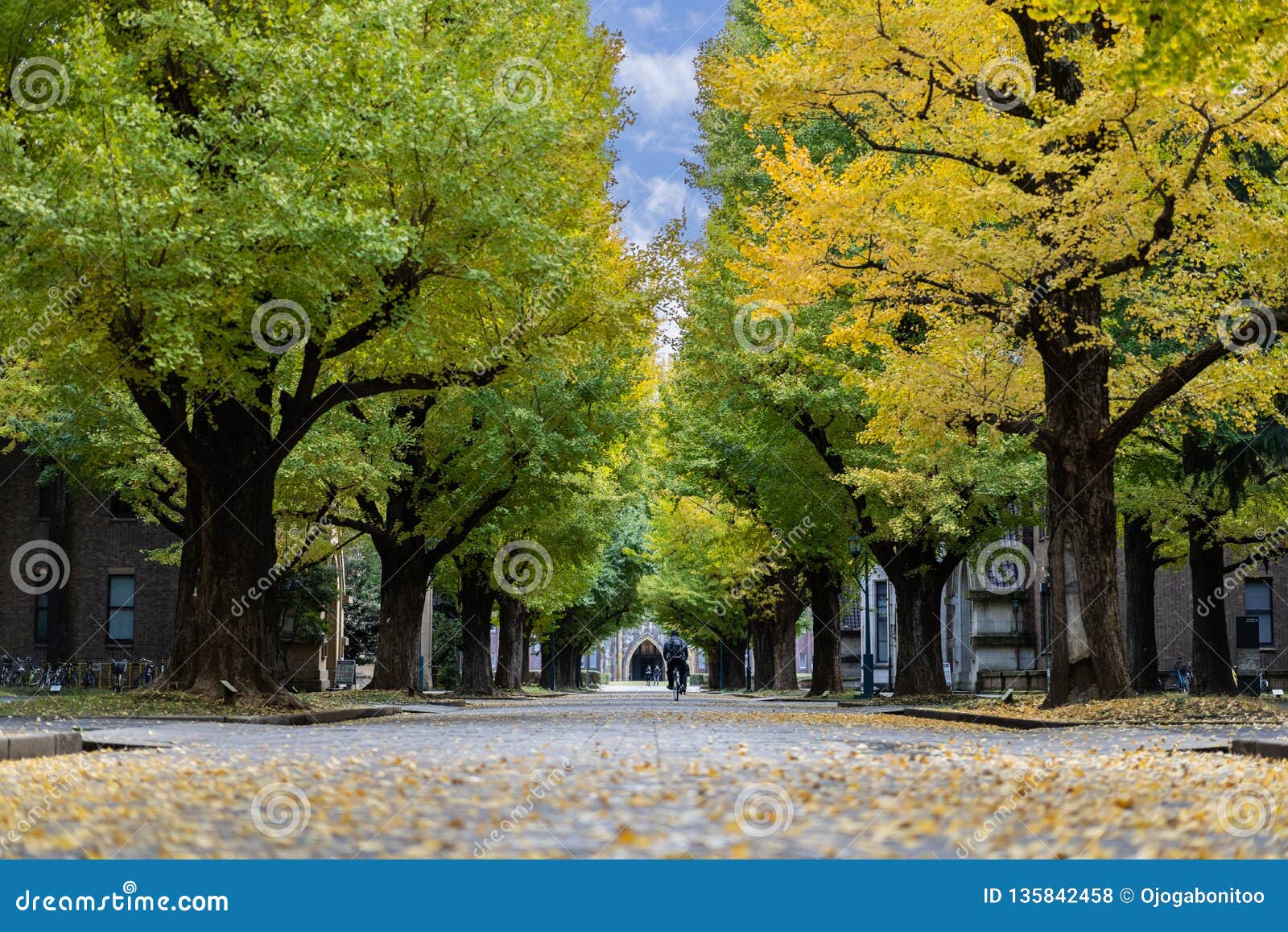 Ginkgo Yellow Leaves at the Road Inside the University of Tokyo ...