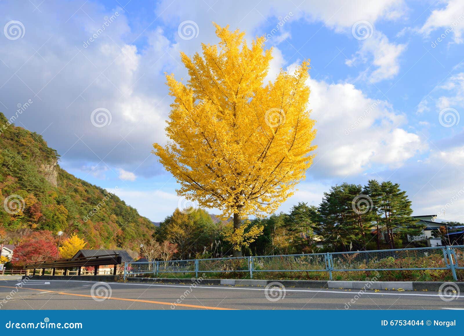 https://thumbs.dreamstime.com/z/ginko-golden-tree-autumn-67534044.jpg