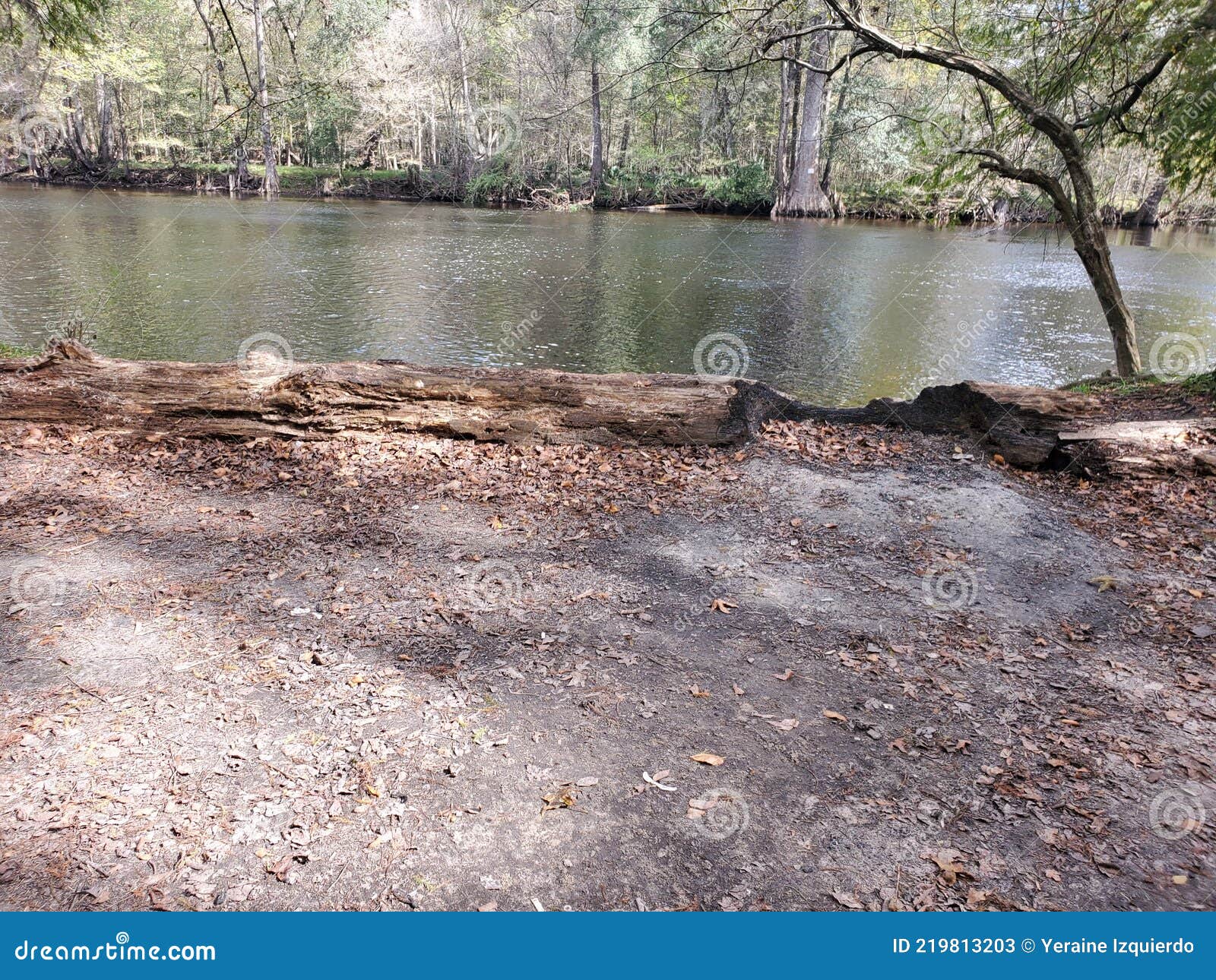 Ginnie Springs Camp Site by the River Stock Image Image of springs