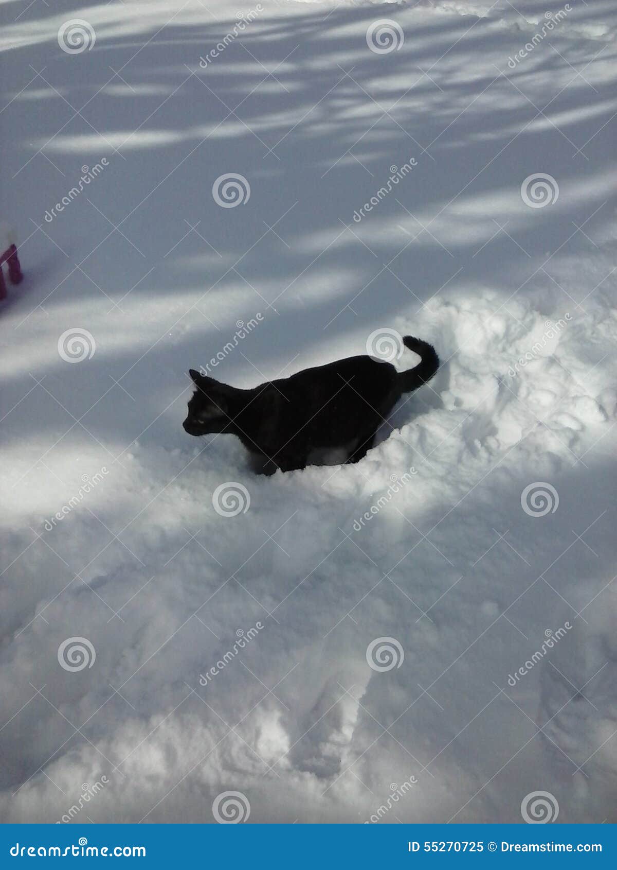 Ginocchio in profondità. Un gatto nero in neve