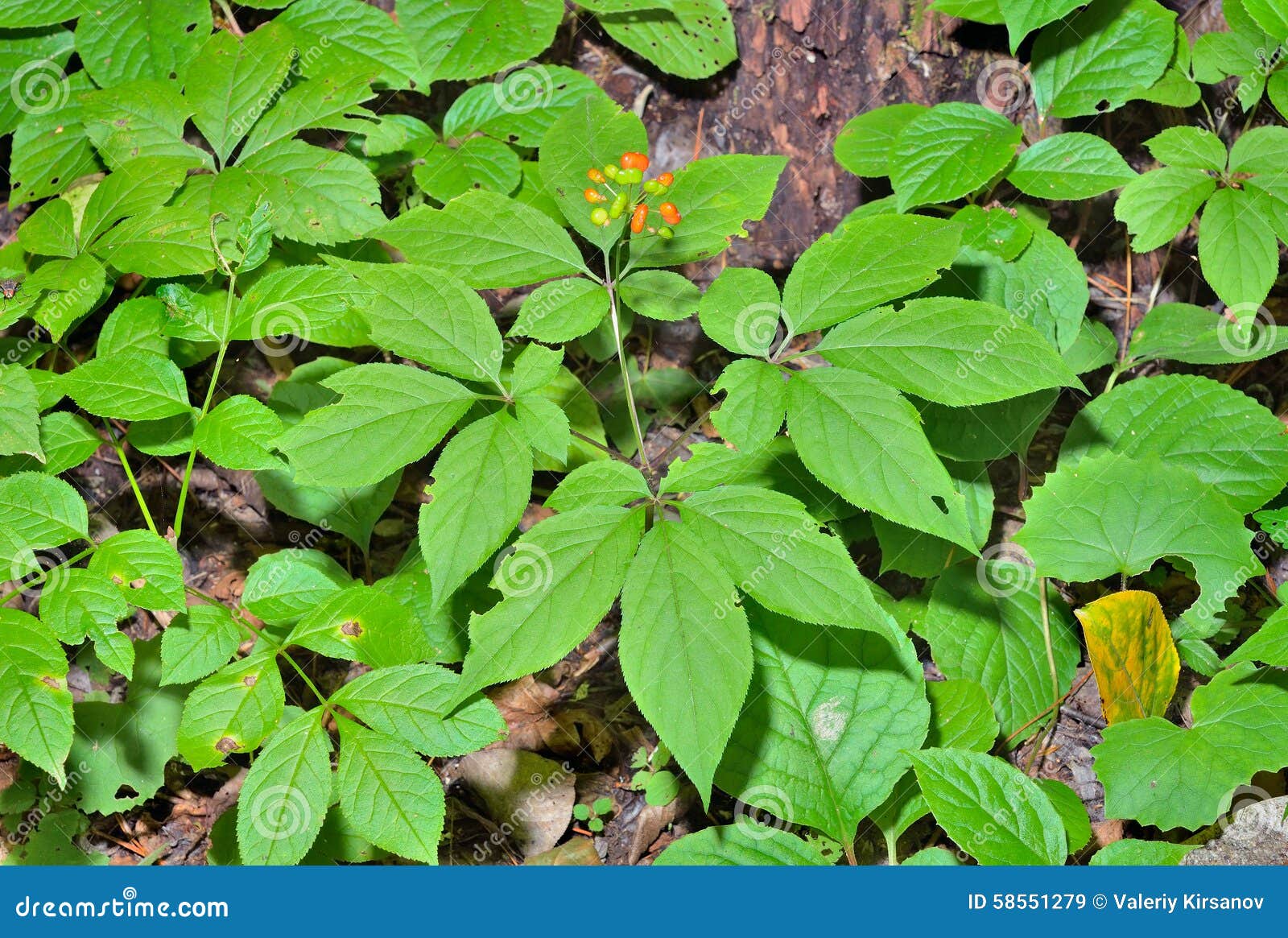 Ginseng (Panax ginseng) 21