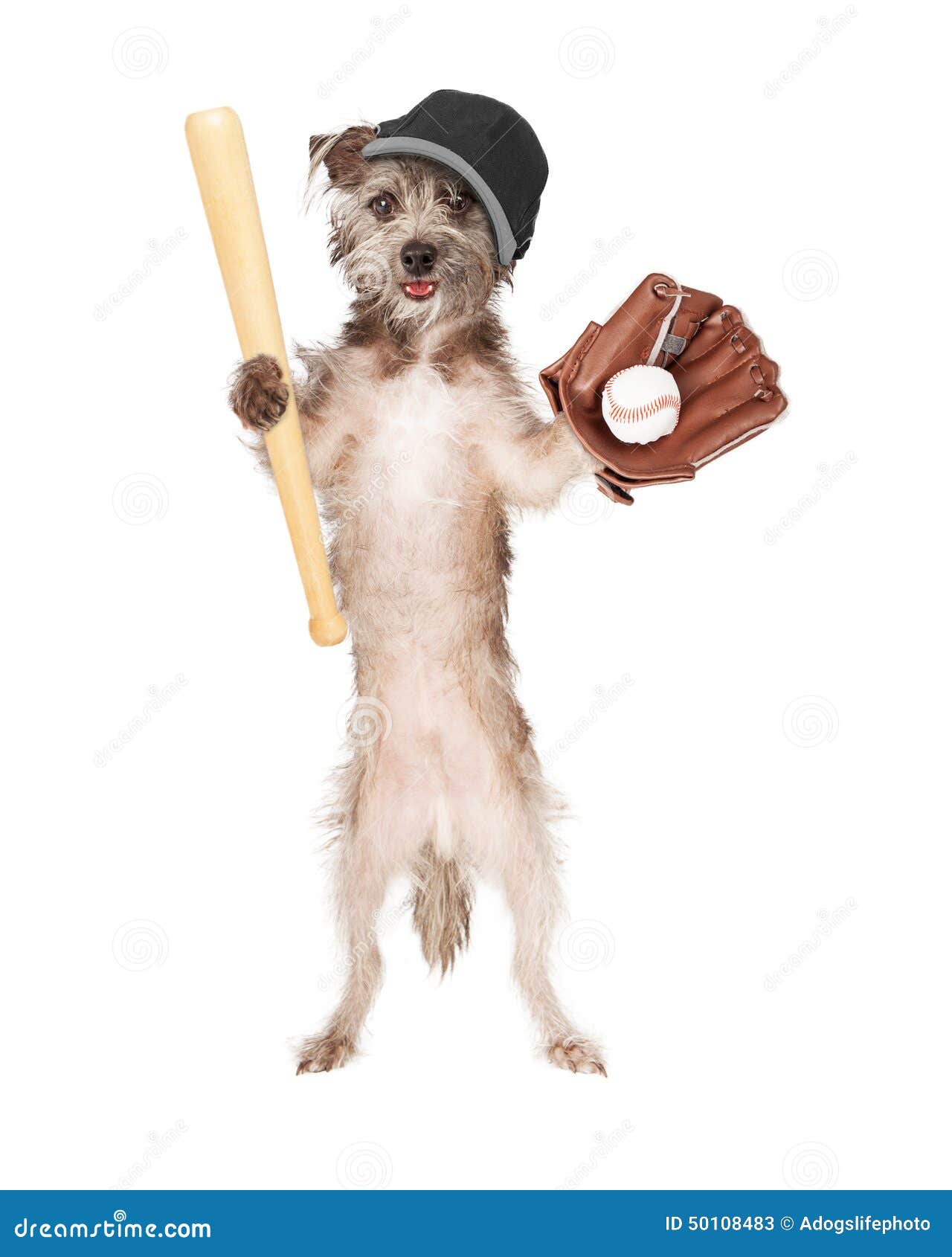 Giocatore Di Baseball Del Cane Immagine Stock Immagine di animale