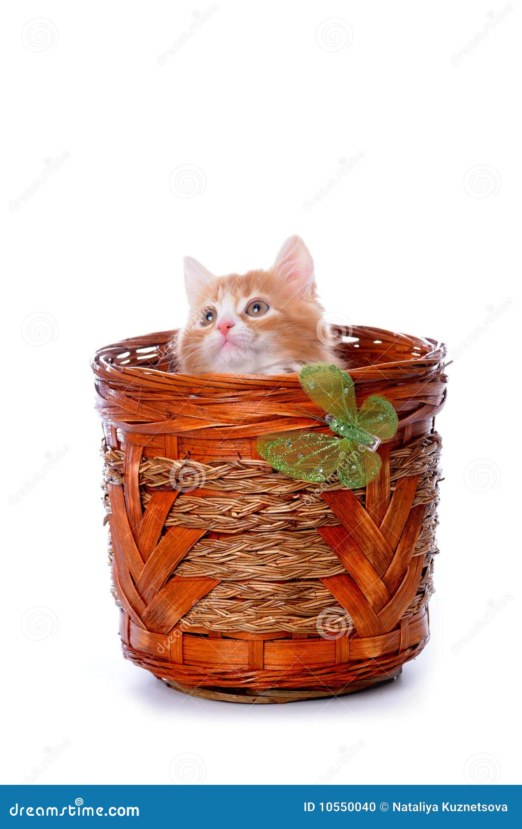 Giochi del gattino in un cestino. Il gattino gioca in un cestino isolato su bianco