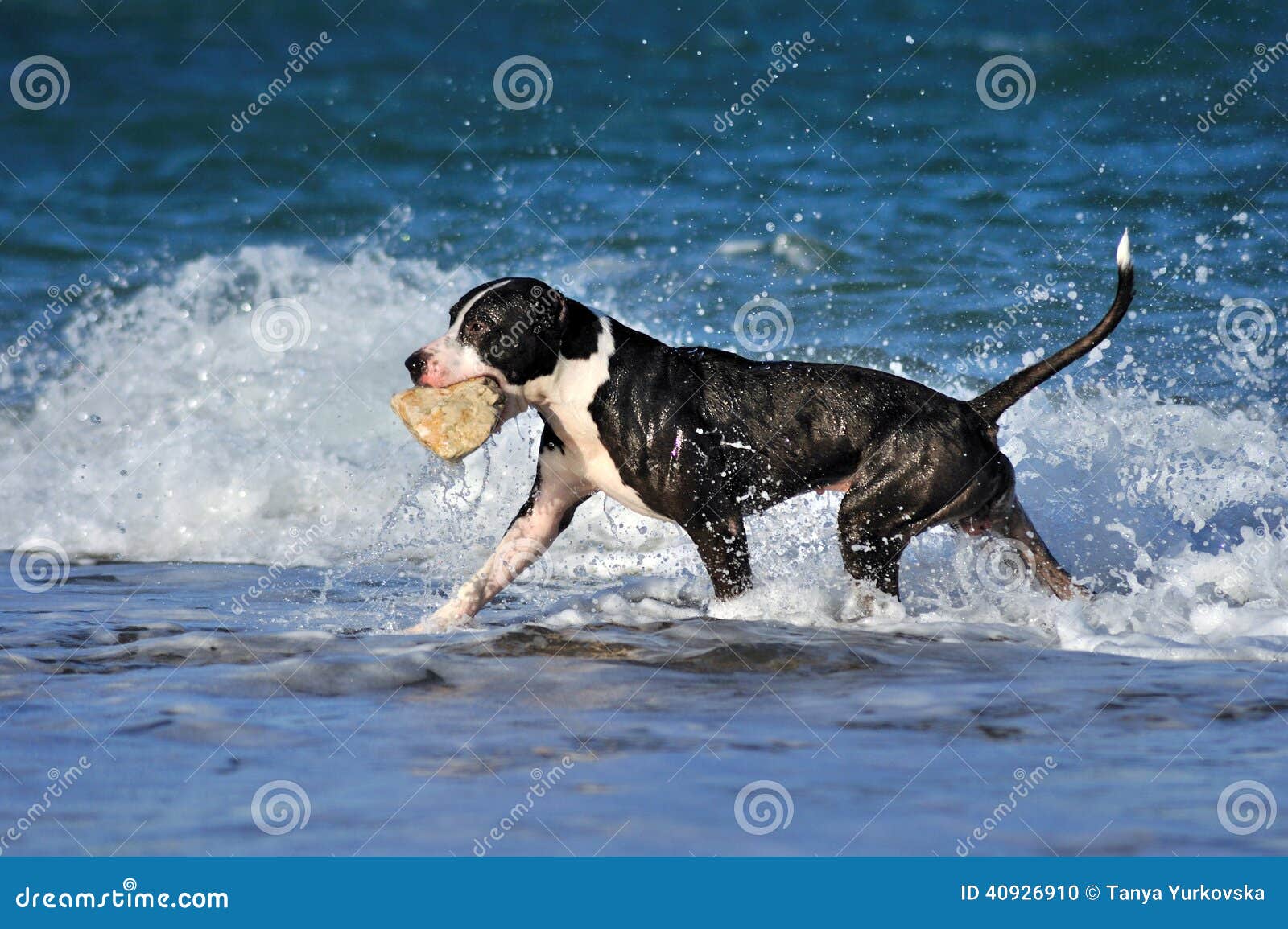 Gioco Nero Del Cane Del Pitbull, Corrente Sull'onda Del Mare Sulla Spiaggia  Fotografia Stock - Immagine di spiaggia, onda: 40926910
