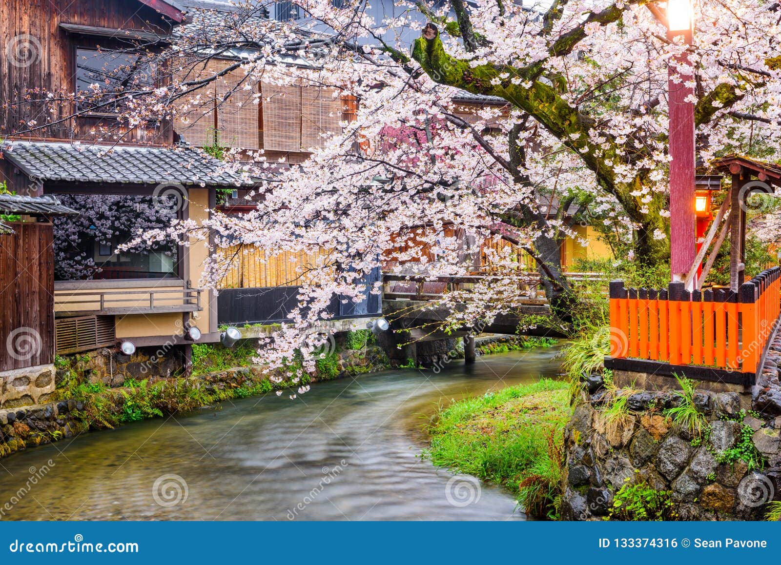 Gion白川町 京都 日本在春天库存照片 图片包括有平均 工厂 京都 风景 樱桃 城市