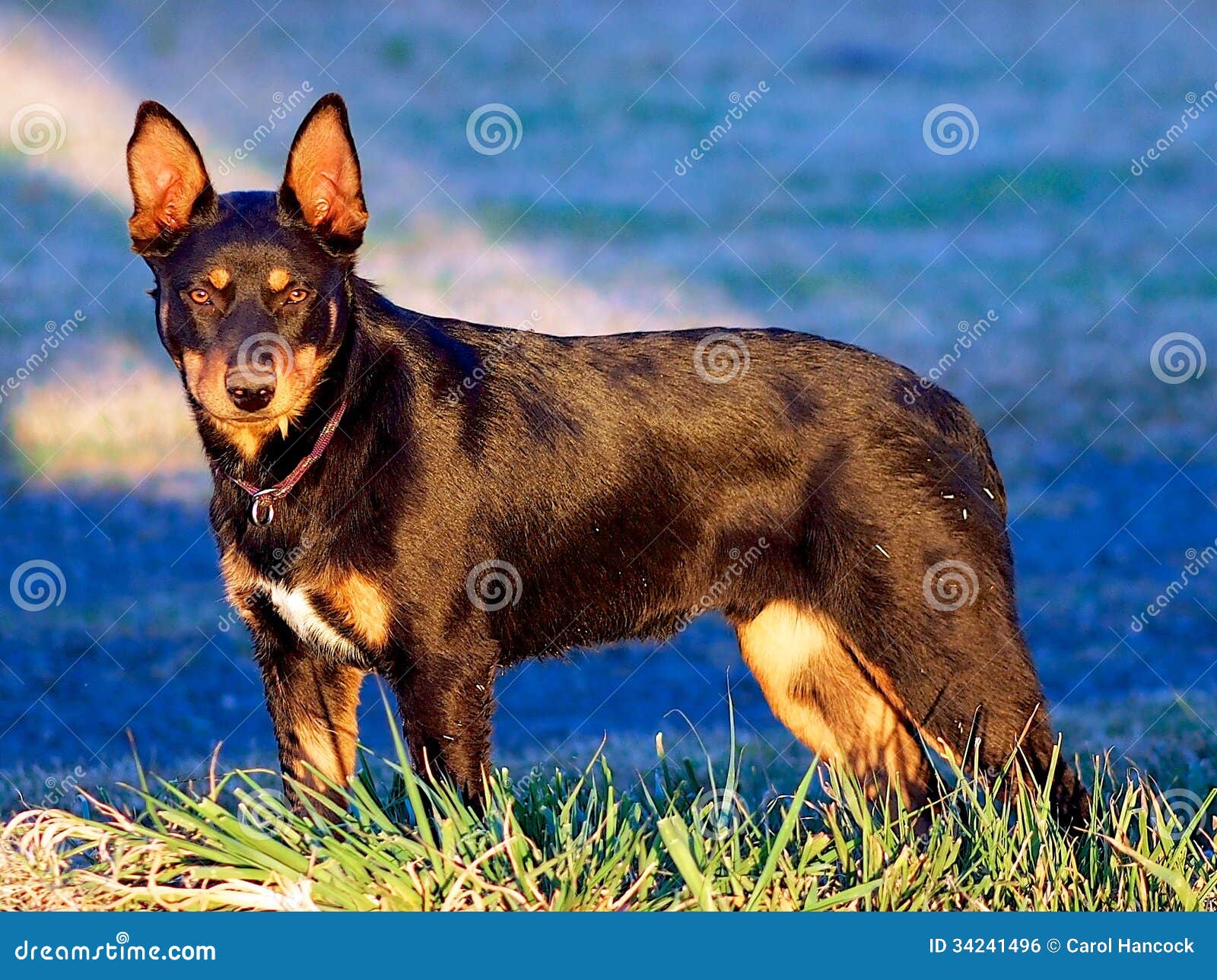 Giovane Cane Australiano Di Kelpie Fotografia Stock Immagine di