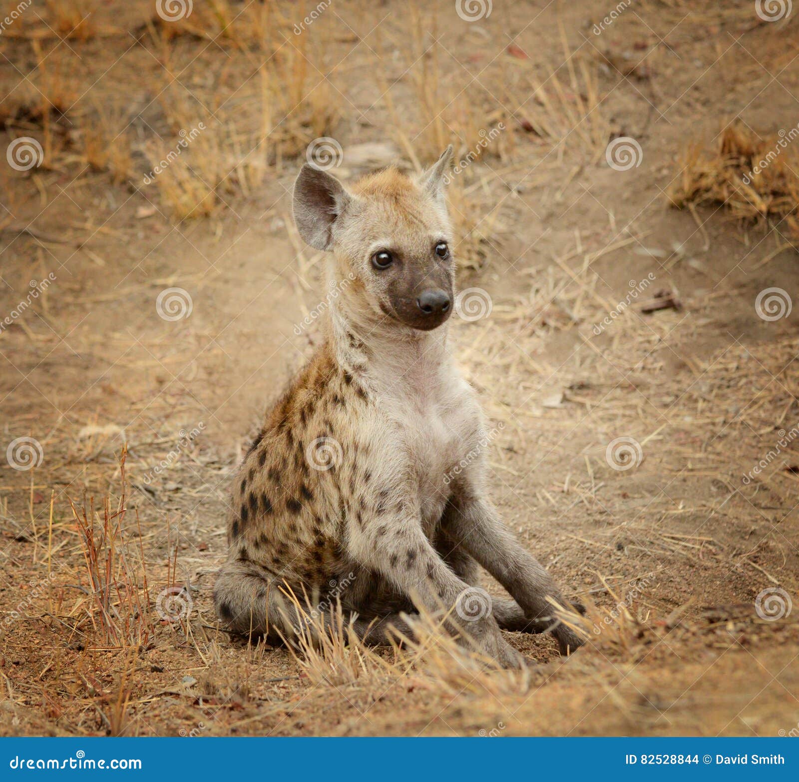 Giovane cucciolo dell'iena fotografia stock. Immagine di aperto 82528844