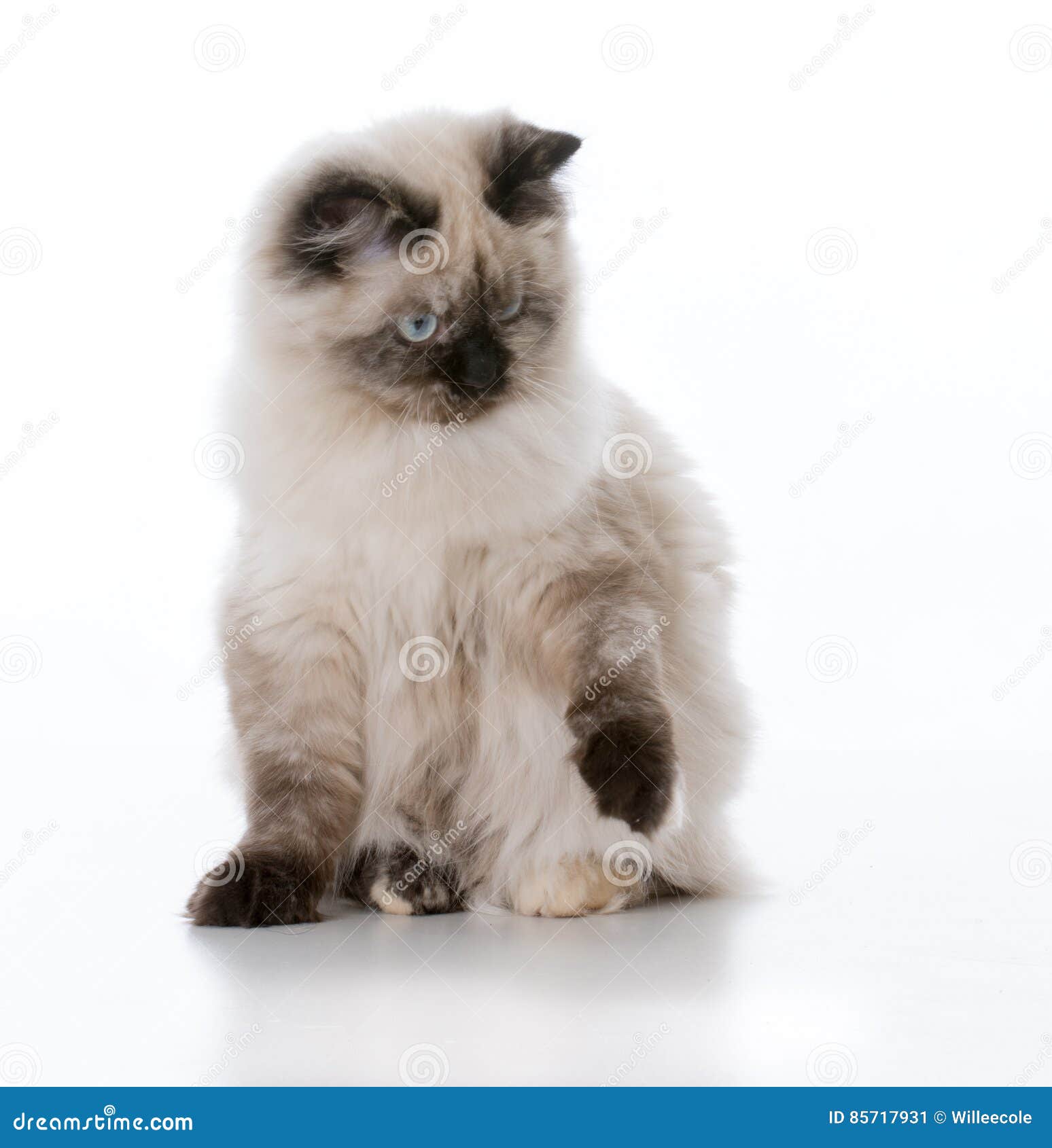 Giovane gatto del ragdoll immagine stock. Immagine di gatto - 85717931