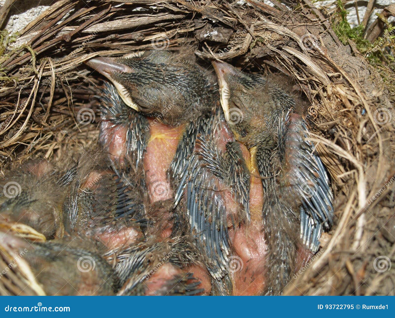 Merli Nel Nido Foto Stock Download