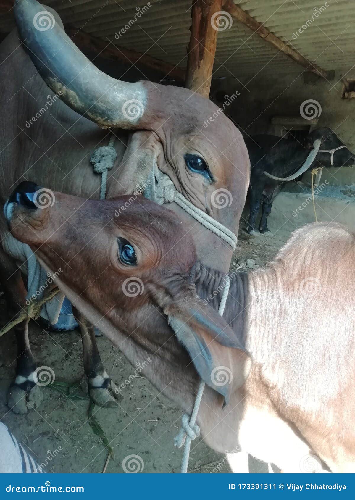 gir cow and caf animal so beautiful mothar love in sun of cow