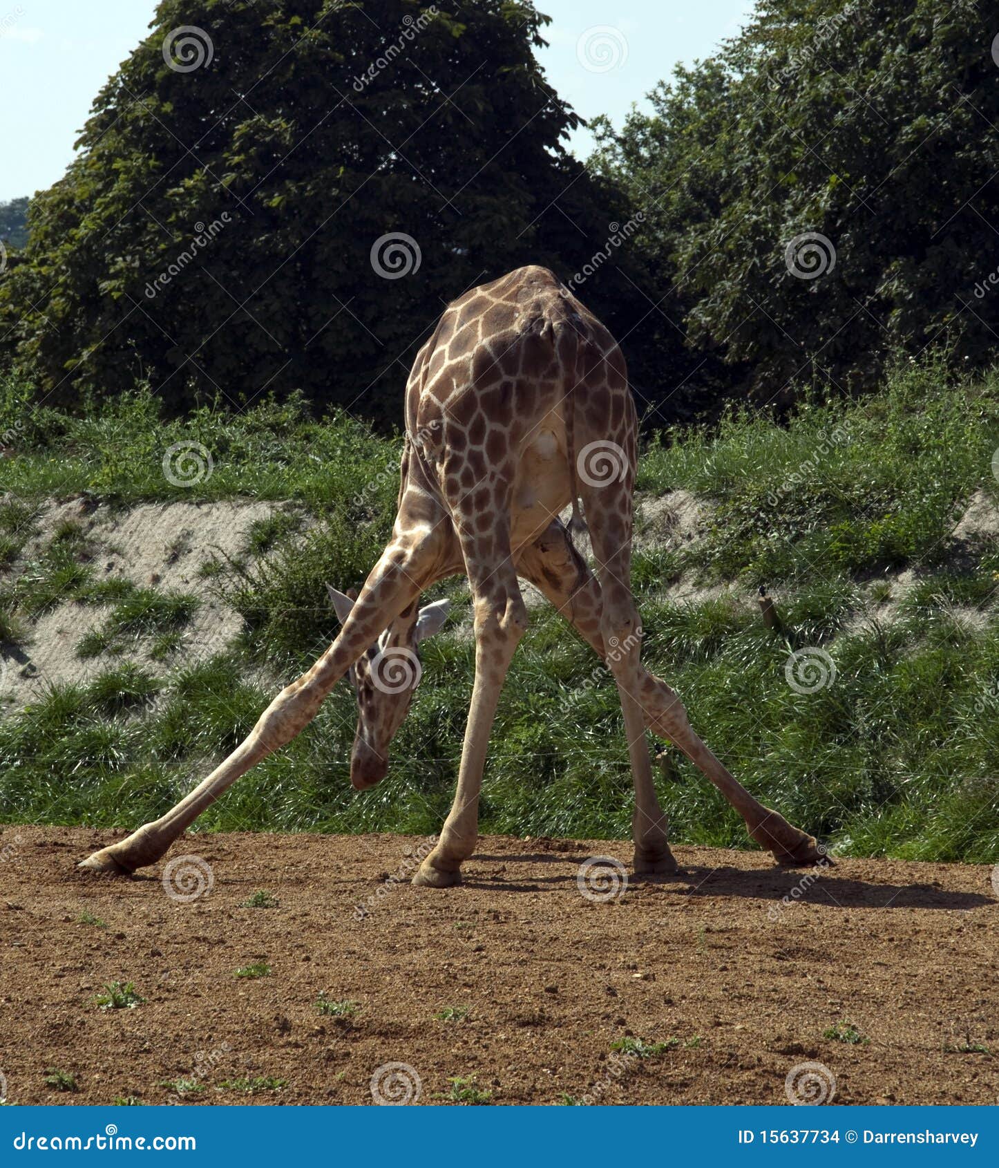 Giraf die bij Cotswold het wildpark eet. De lange giraf die bij het park van het cotswoldwild eet