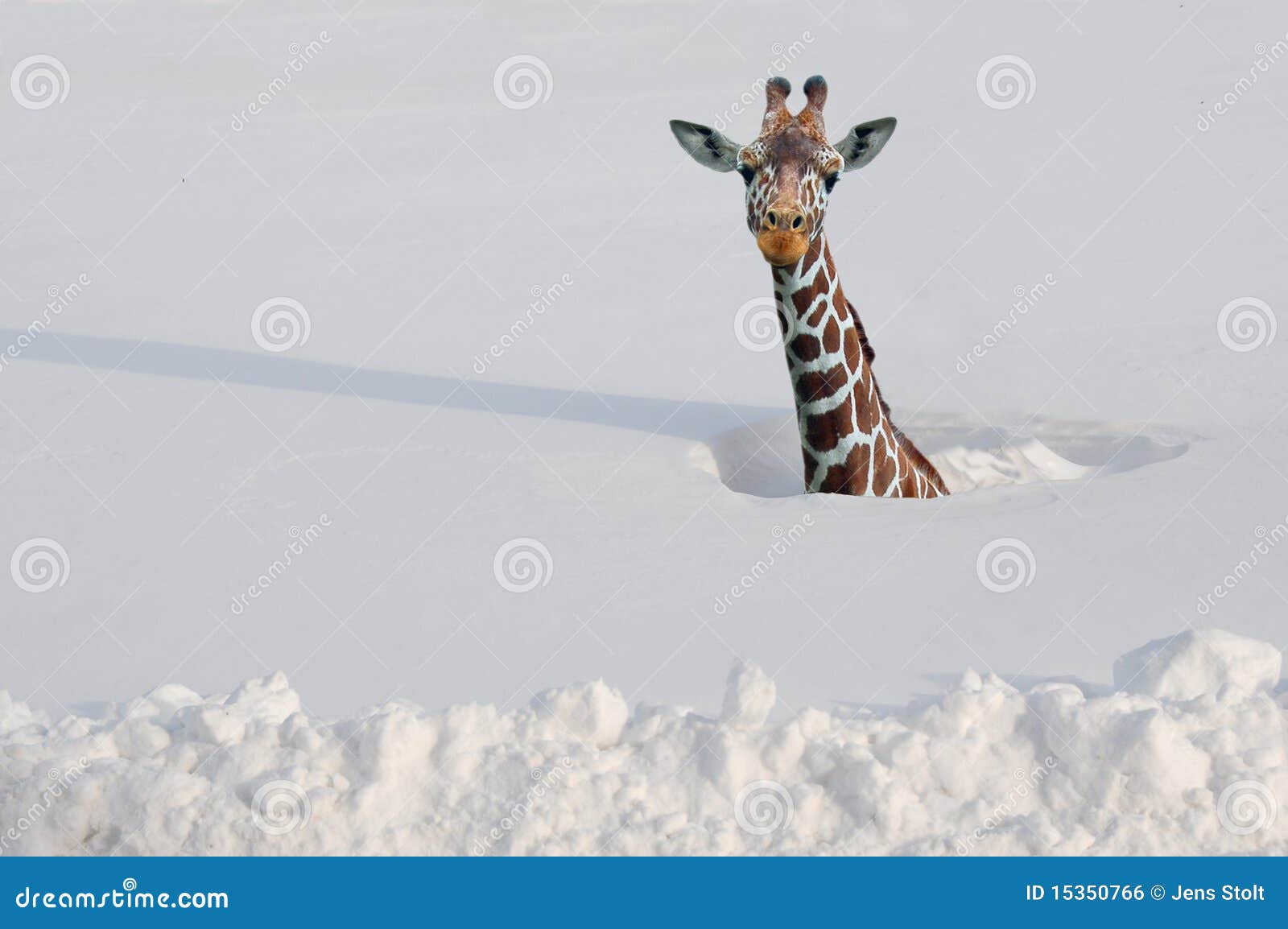 Giraf in sneeuw stock foto. Image of opwarming, mening 15350766