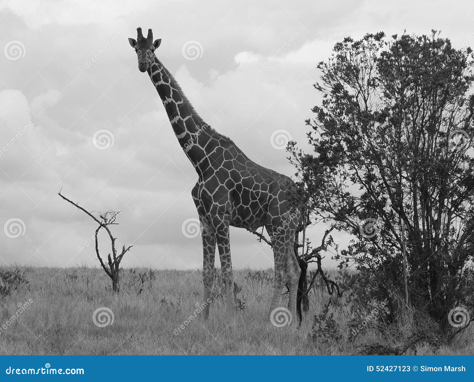 Giraf in zwart wit stock foto afbeelding: 52427123