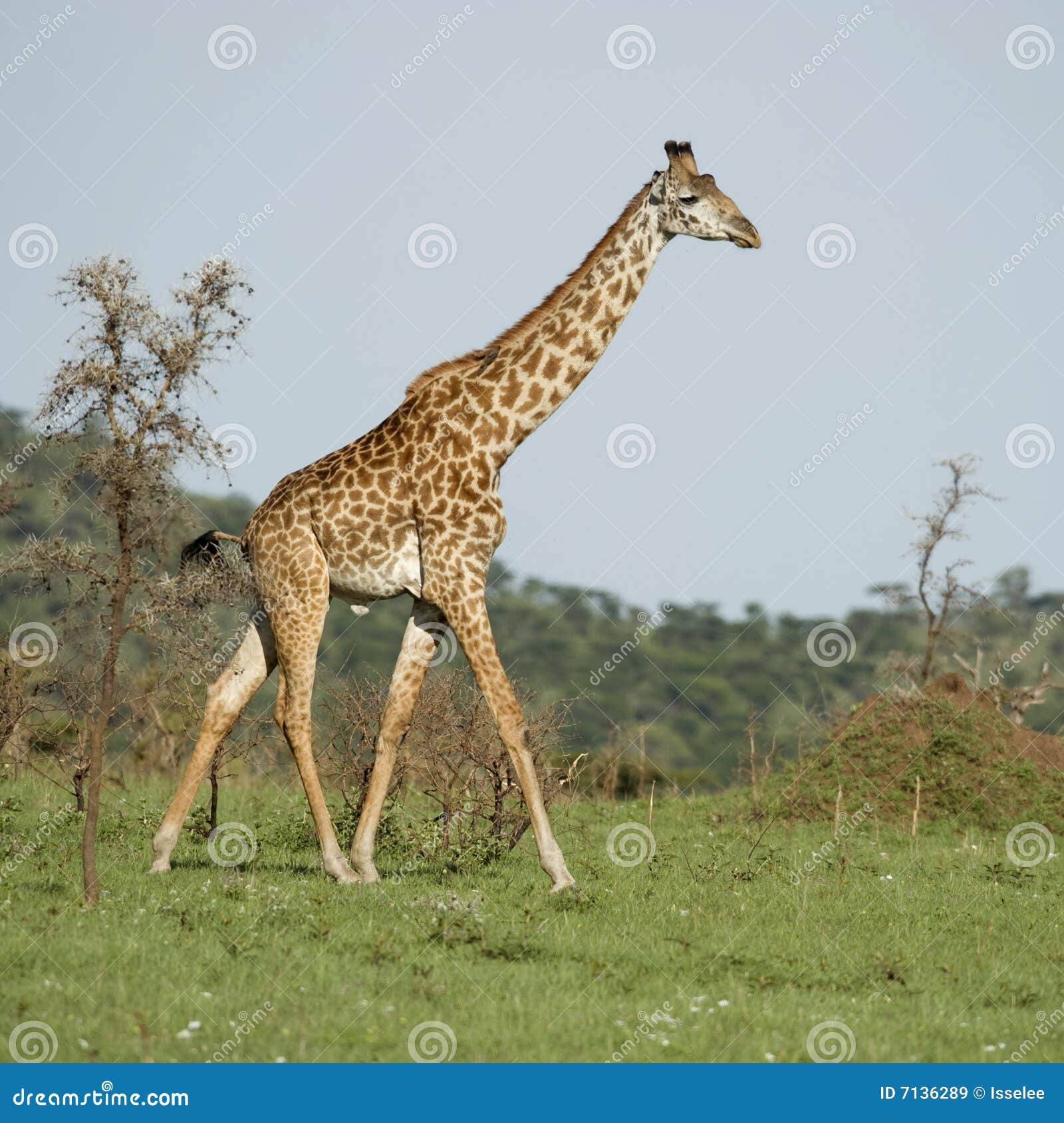 1,022 Nature Girafe Stock Photos - Free & Royalty-Free Stock Photos from  Dreamstime