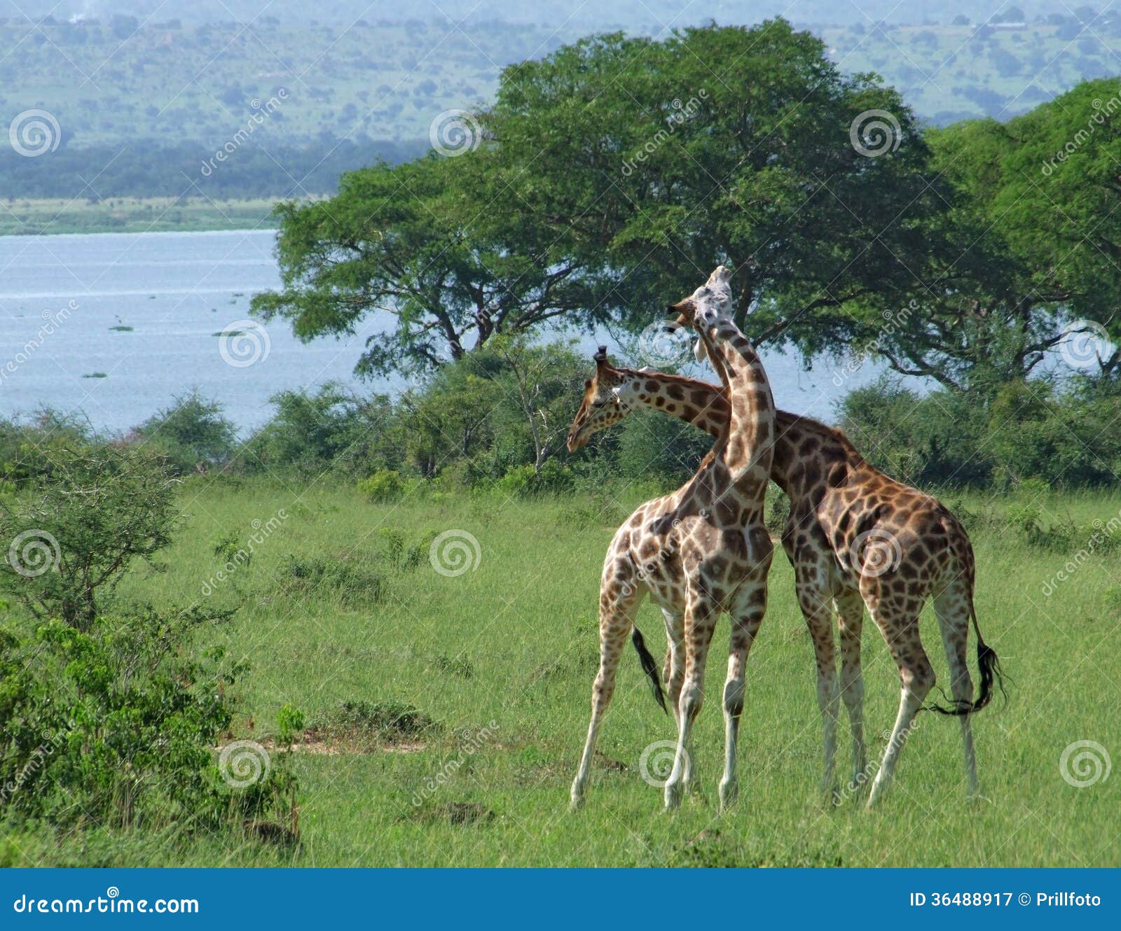 Girafes Au Combat En Afrique Image stock - Image du mammifère, élégance