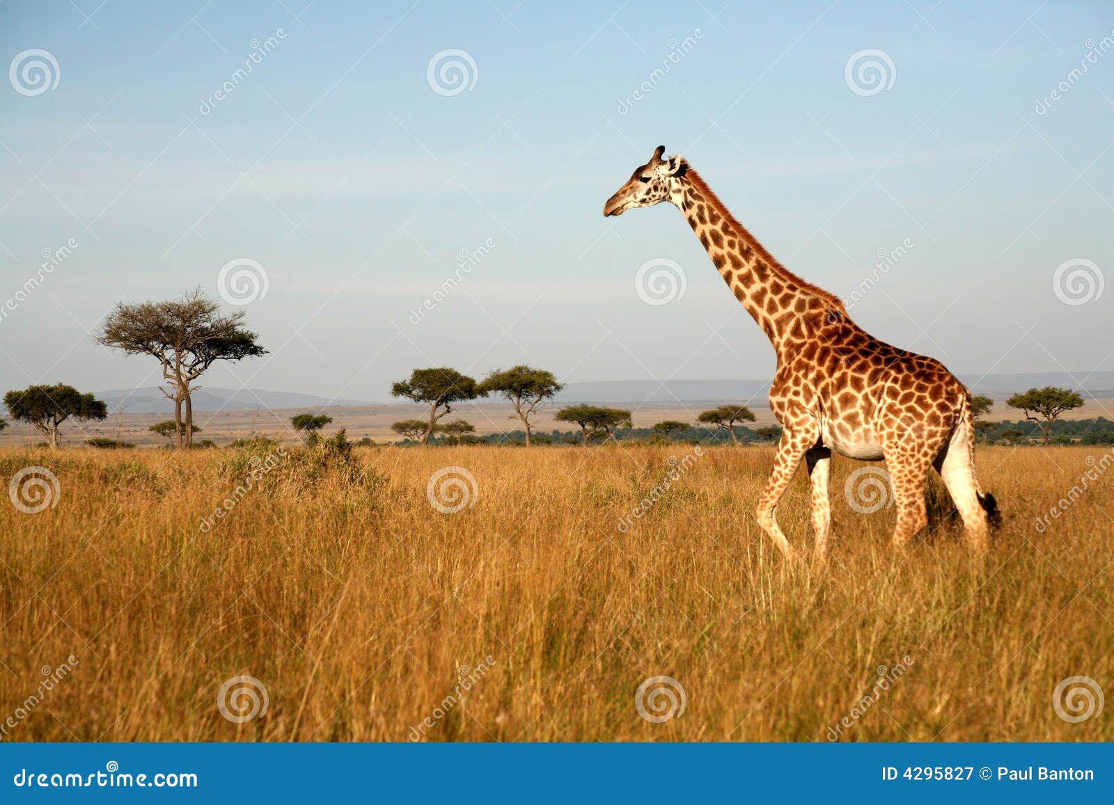 Giraff kenya