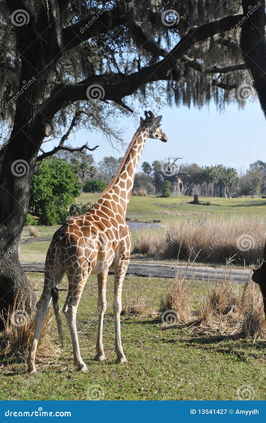 Giraffa sotto un albero che fissa a lontano