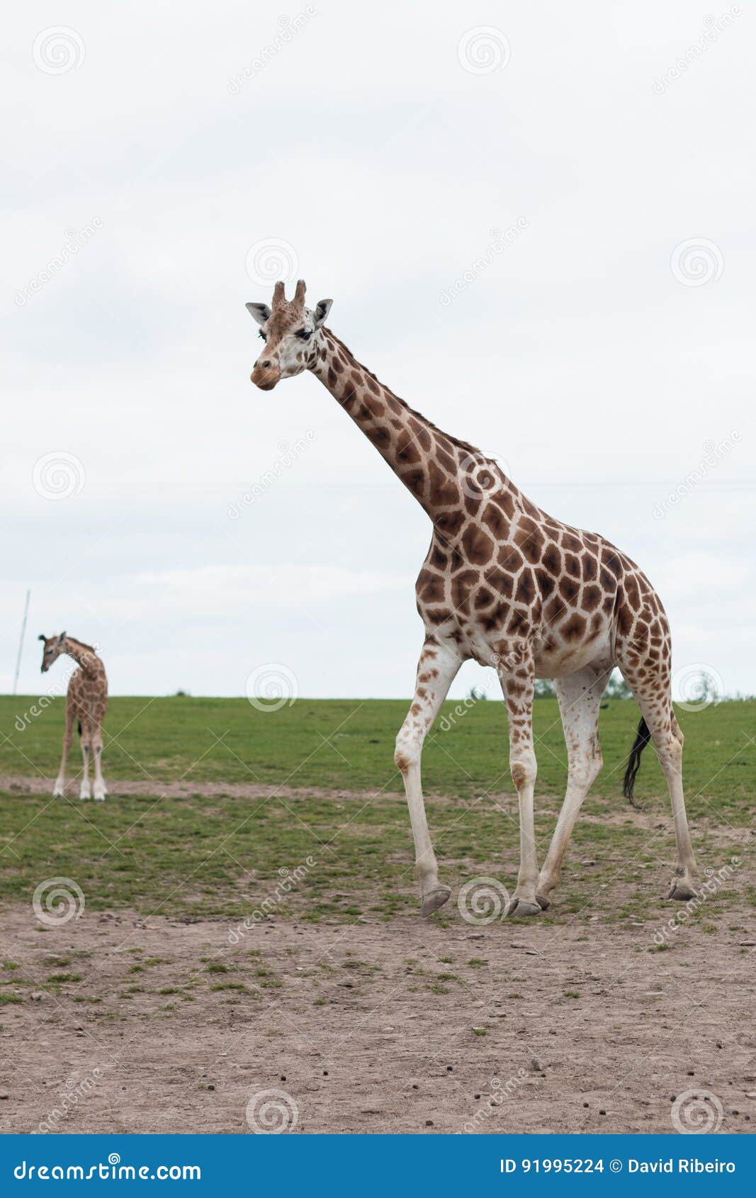 Giraffa Adulta E Giovane Giraffa Fotografia Stock Immagine di erba