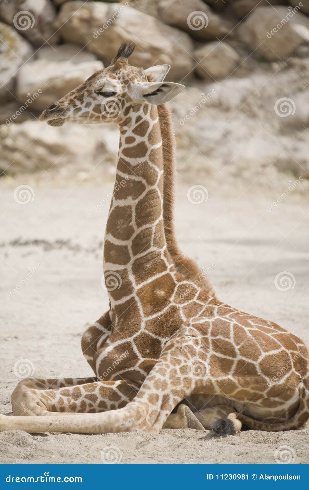 Giraffe stock image. Image of dirt, giraffe, baby, face 11230981