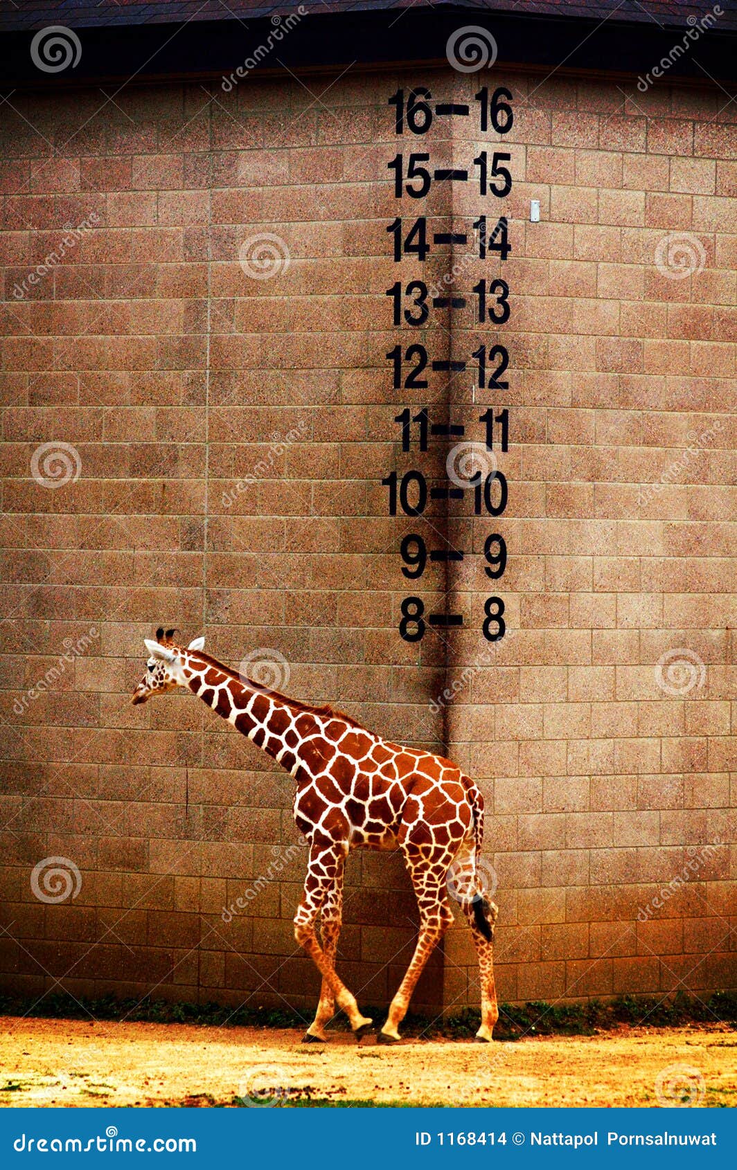 Giraffe Height Scale Stock Photos - Download 13 Royalty Free Photos