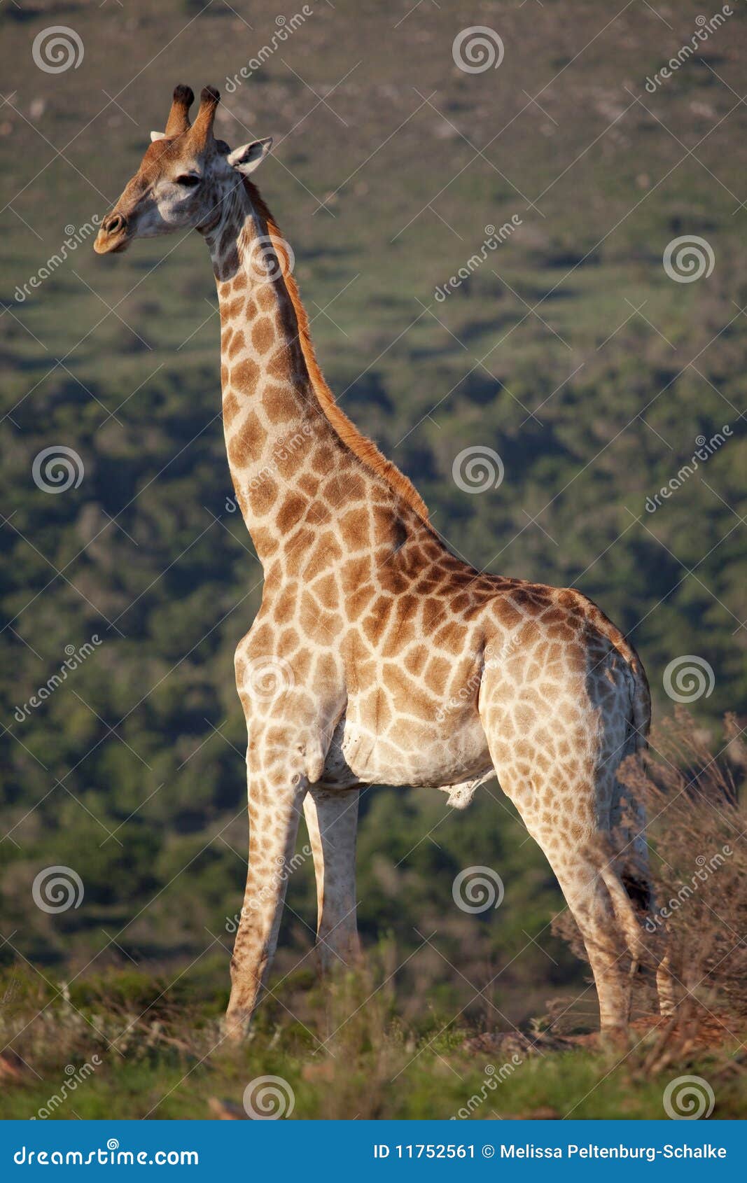 Giraffe stock image. Image of wildlife, high, tall, wild - 11752561