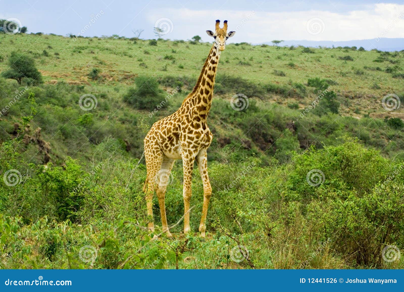 giraffe