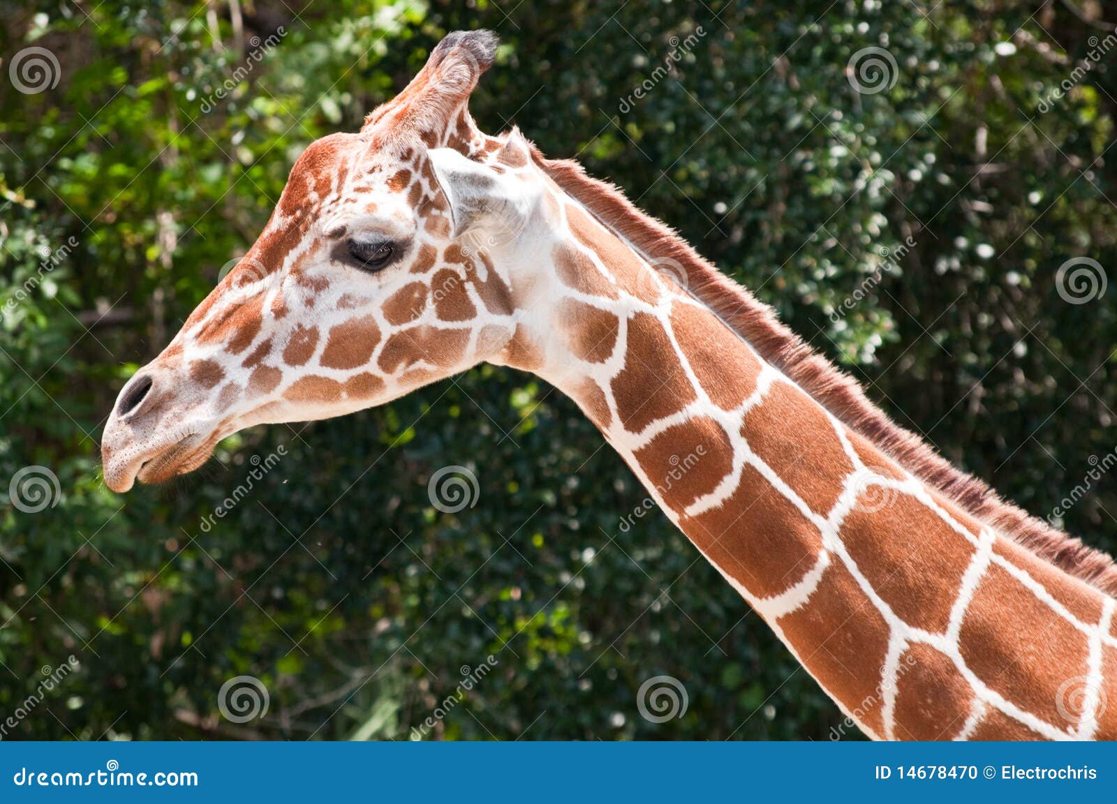 Giraffe stock photo. Image of wildlife, herbivore, mammal 14678470
