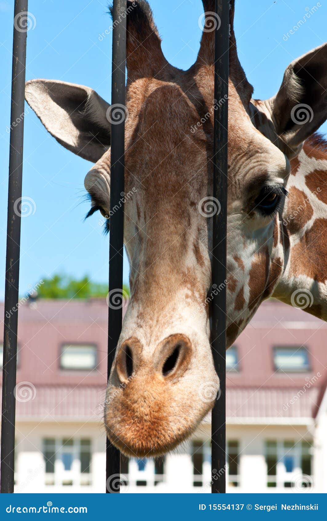 Portrait of a curious giraffe. Giraffe in a zoo.