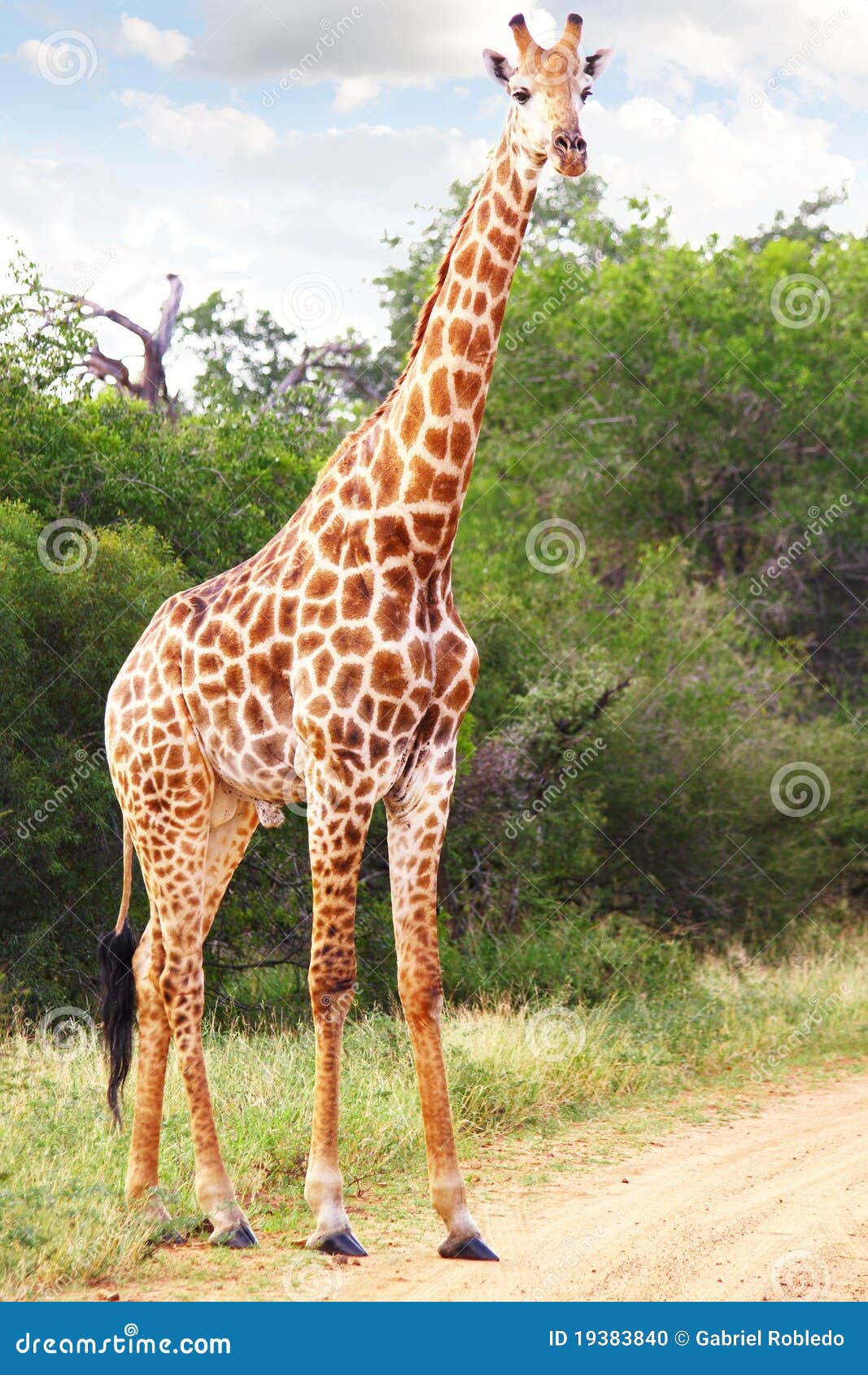 giraffe