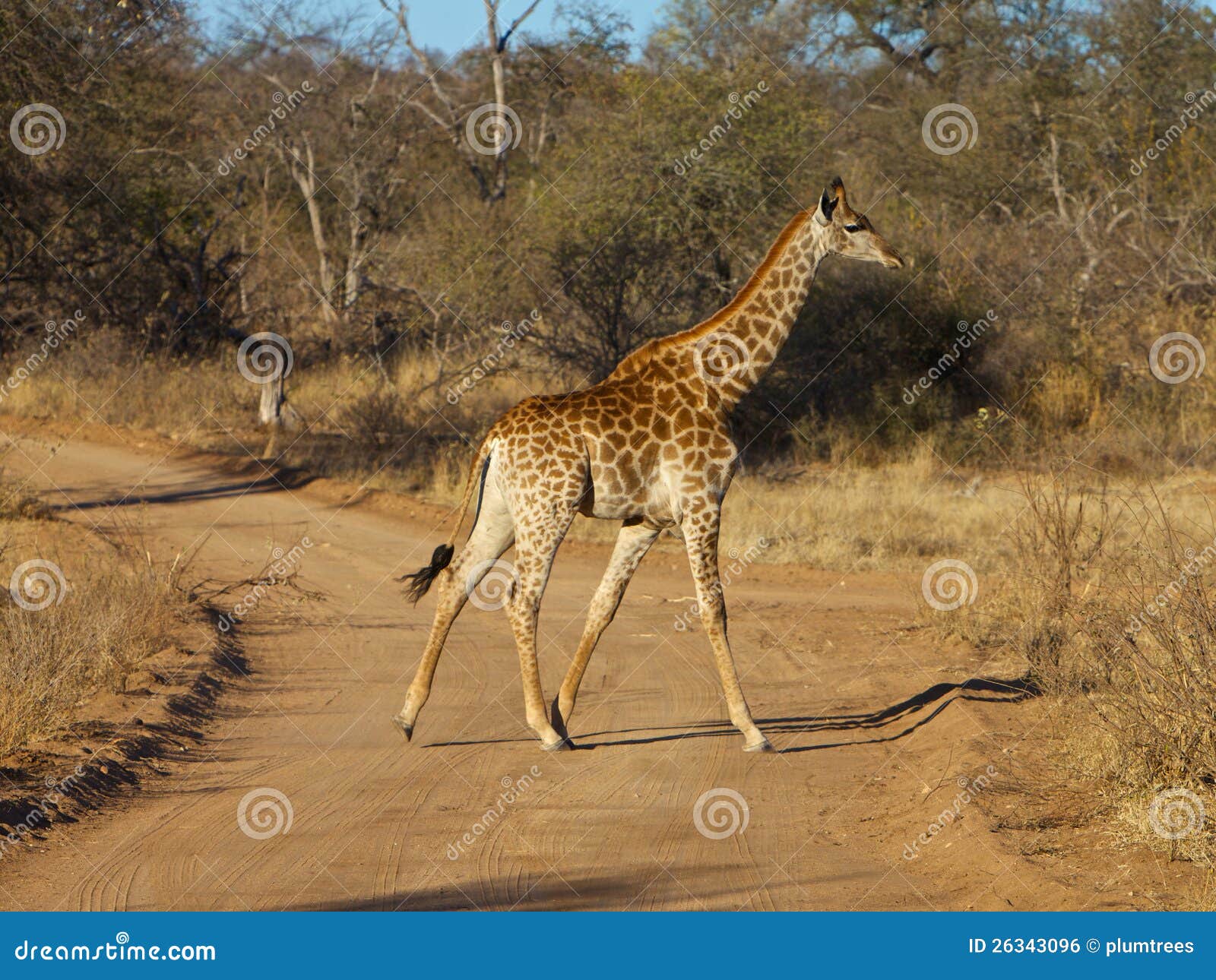 Giraffe stock photo. Image of park, herbivore, namibia 26343096
