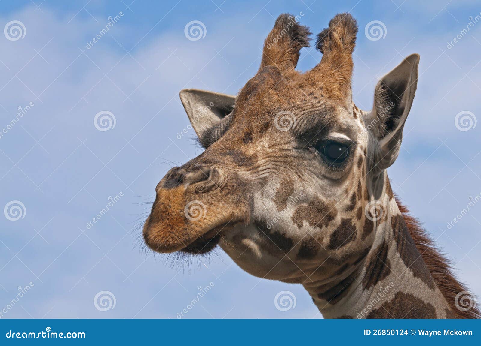 giraffe