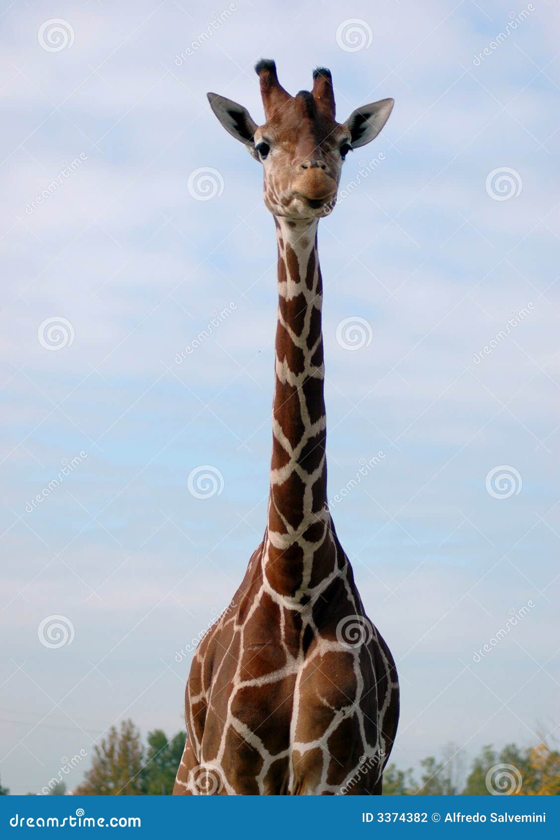 Thirsty Giraffe