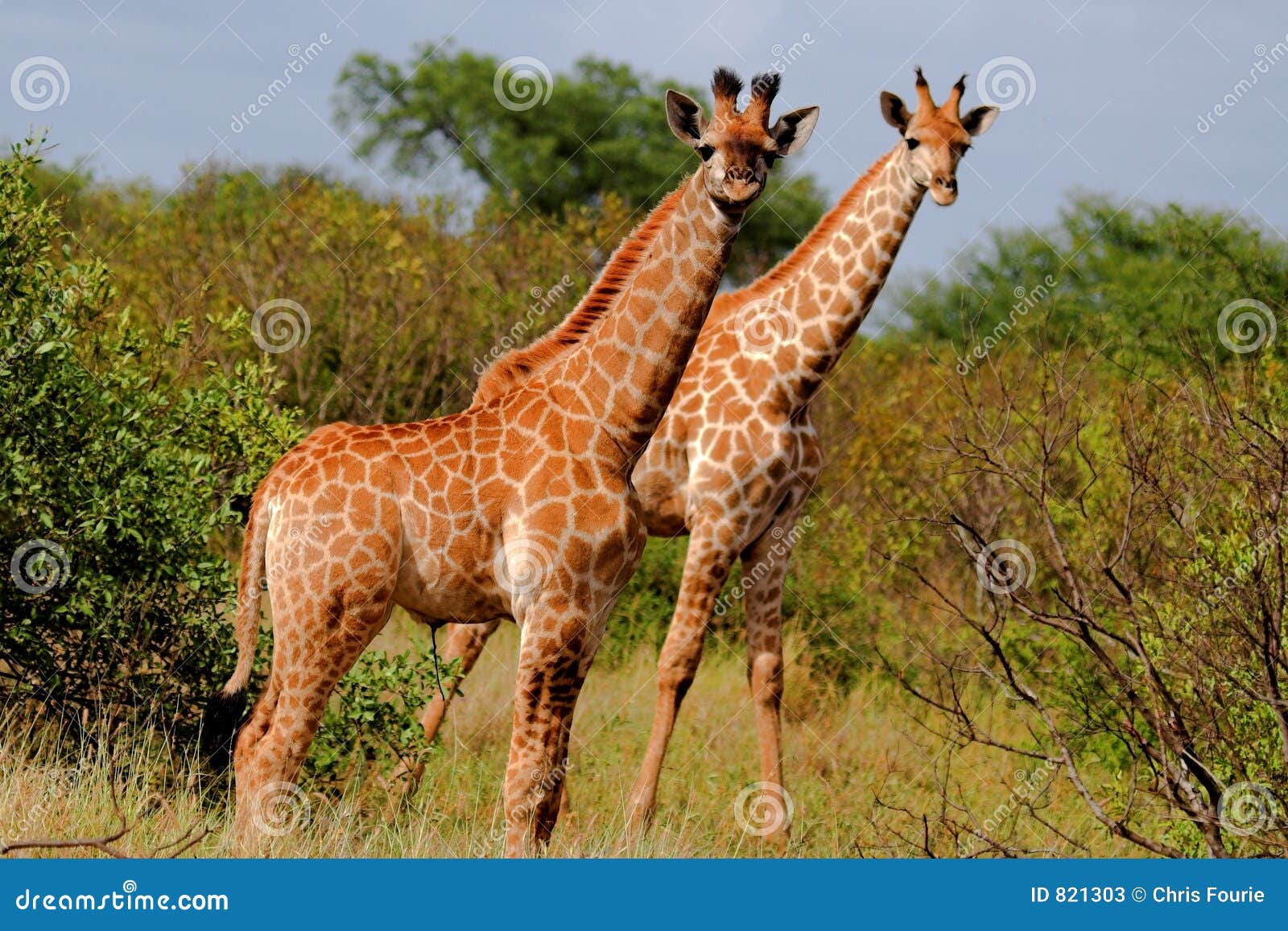 Giraffe stock image image of fauna flora natural plant 821303