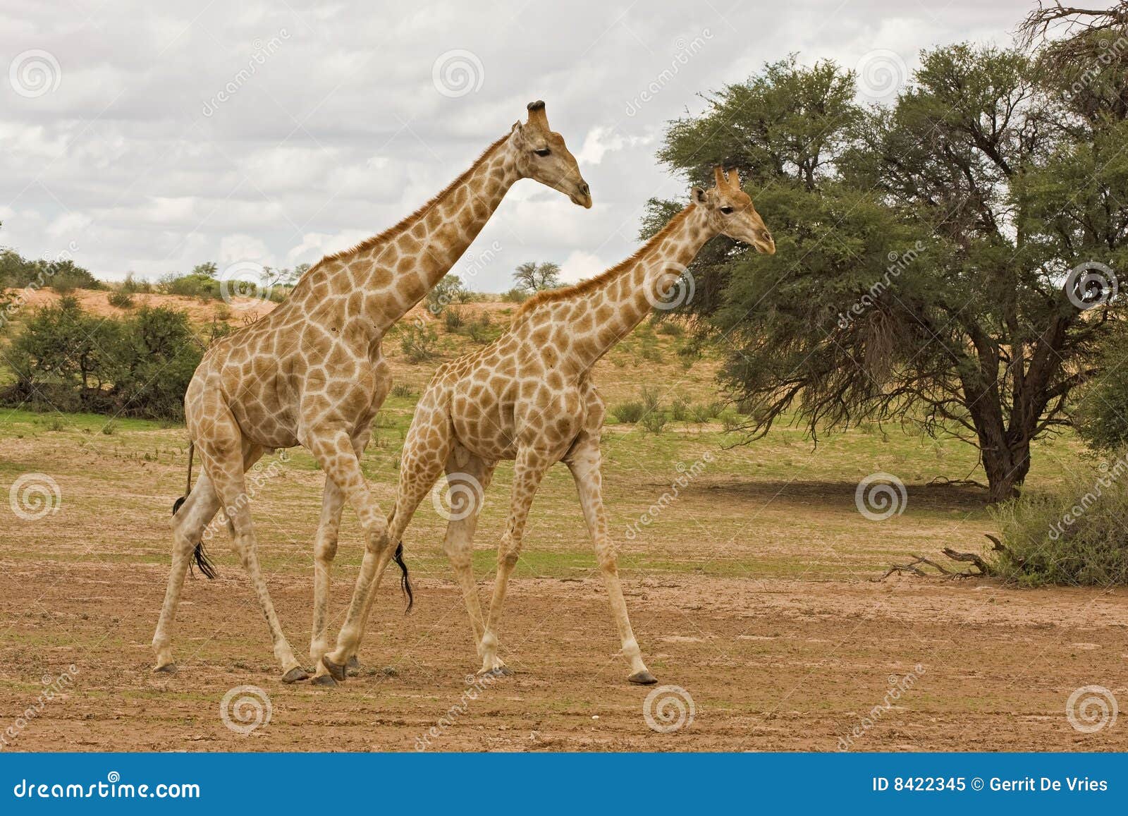 Giraffe stock image. Image of herbivore, southern, wild 8422345