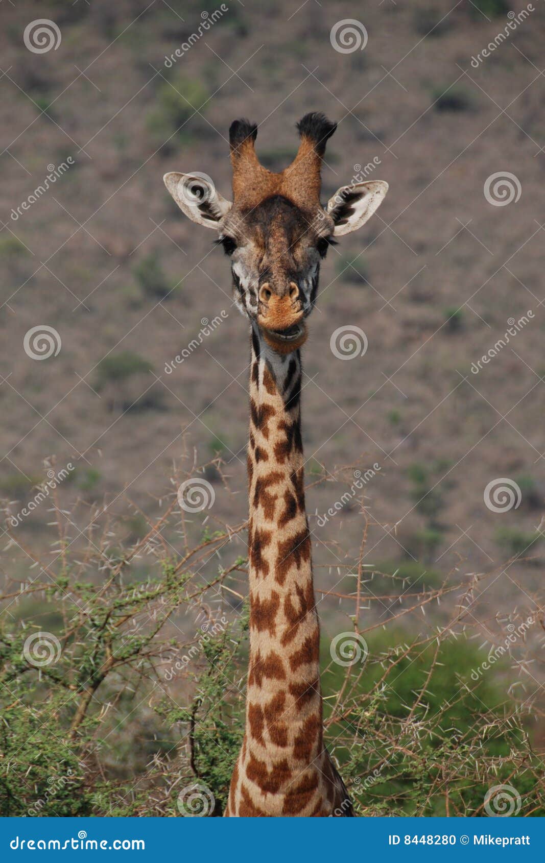 giraffe