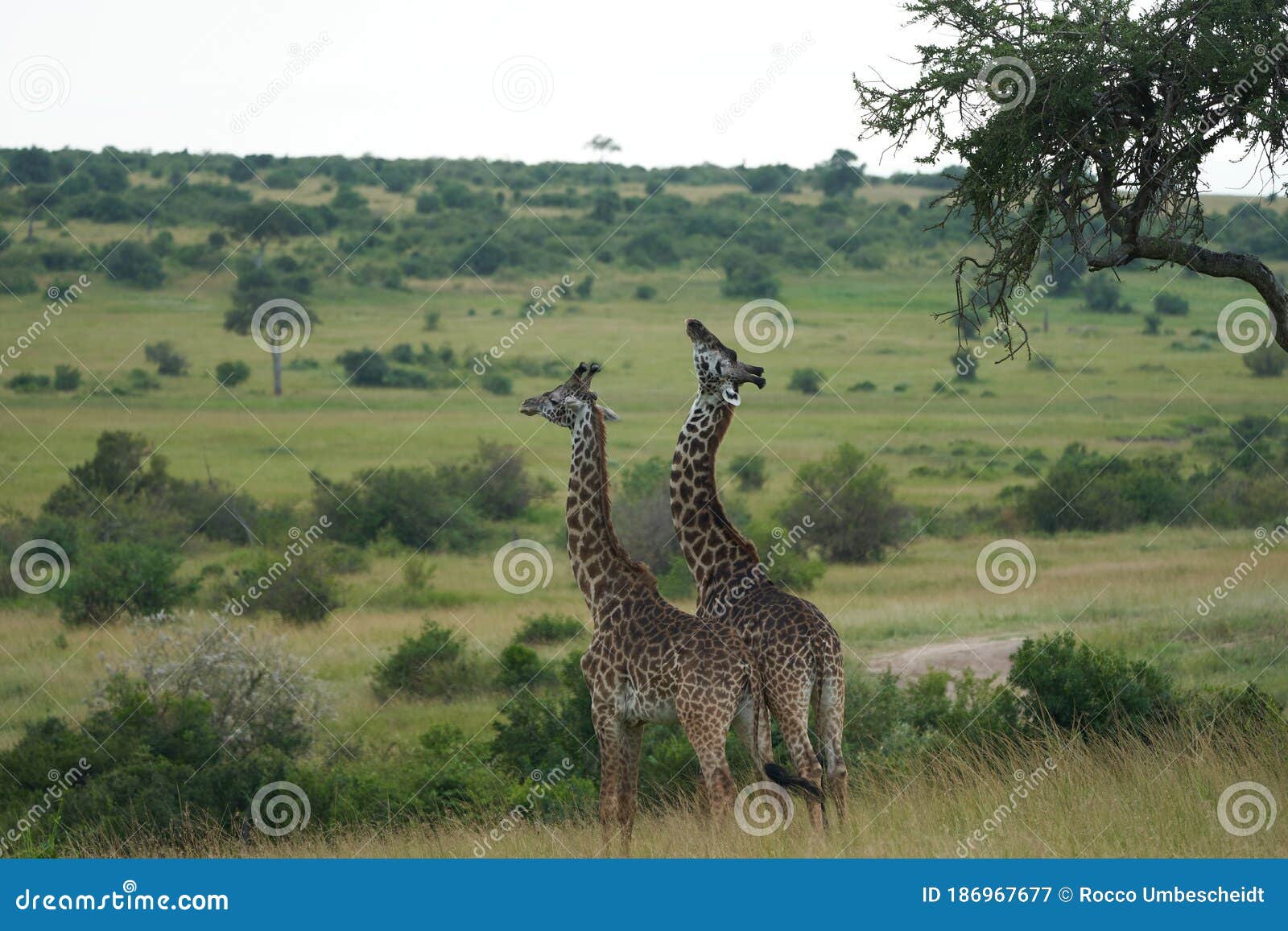 giraffe africa giraffa safari big five africa