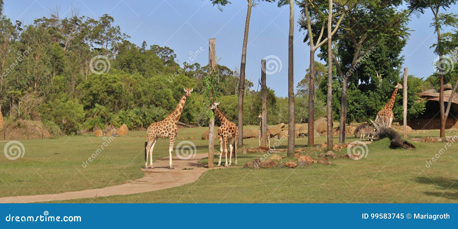Giraffes stock image. Image of giraffidae, brown, irwin - 99583745