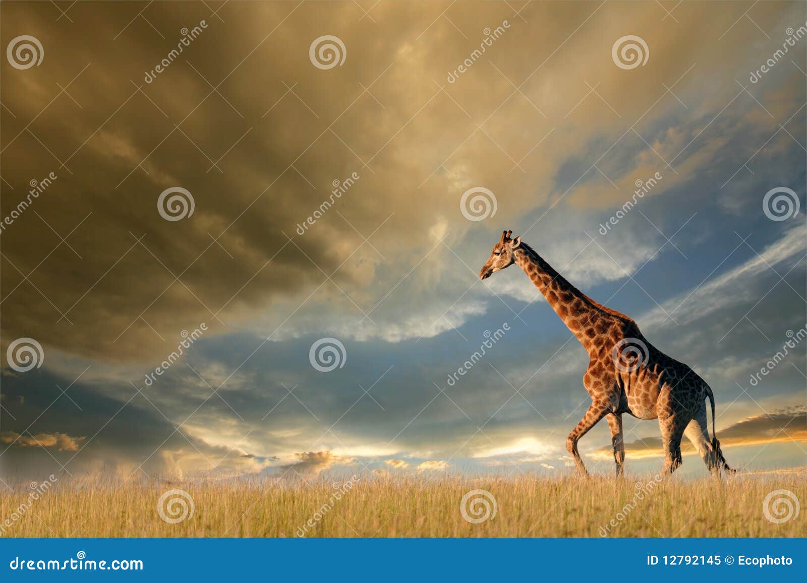 giraffe on african plains