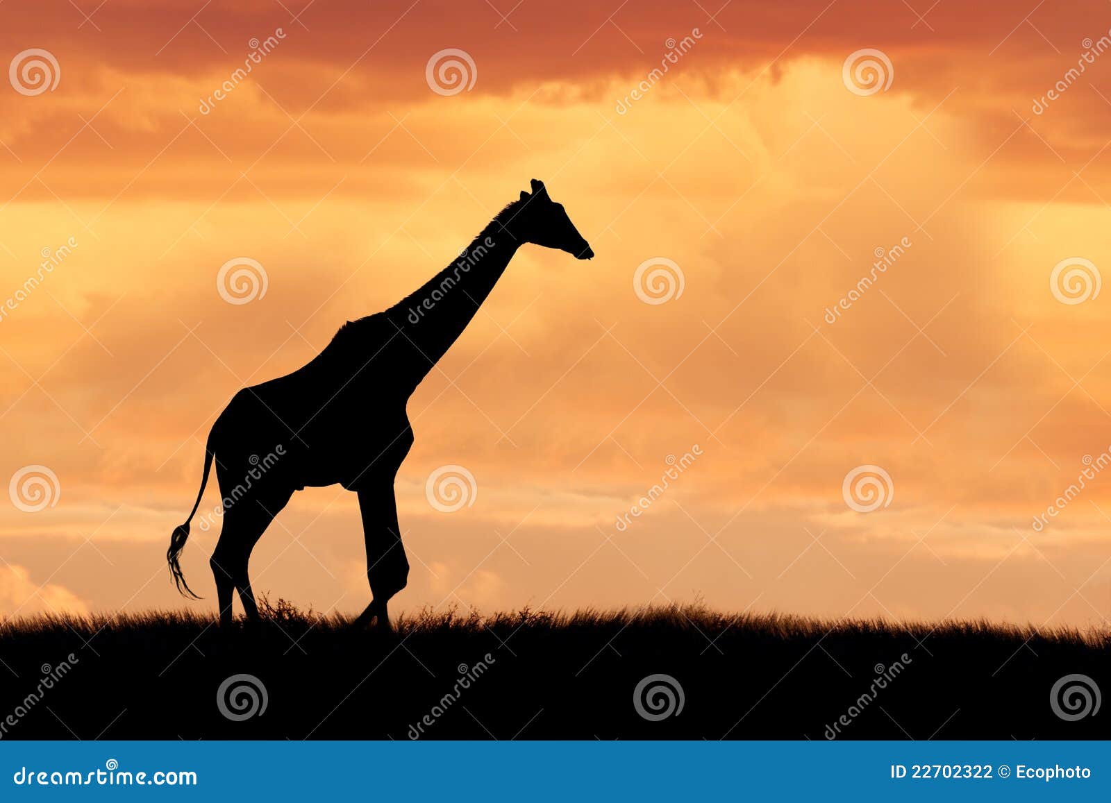 giraffe on african plains