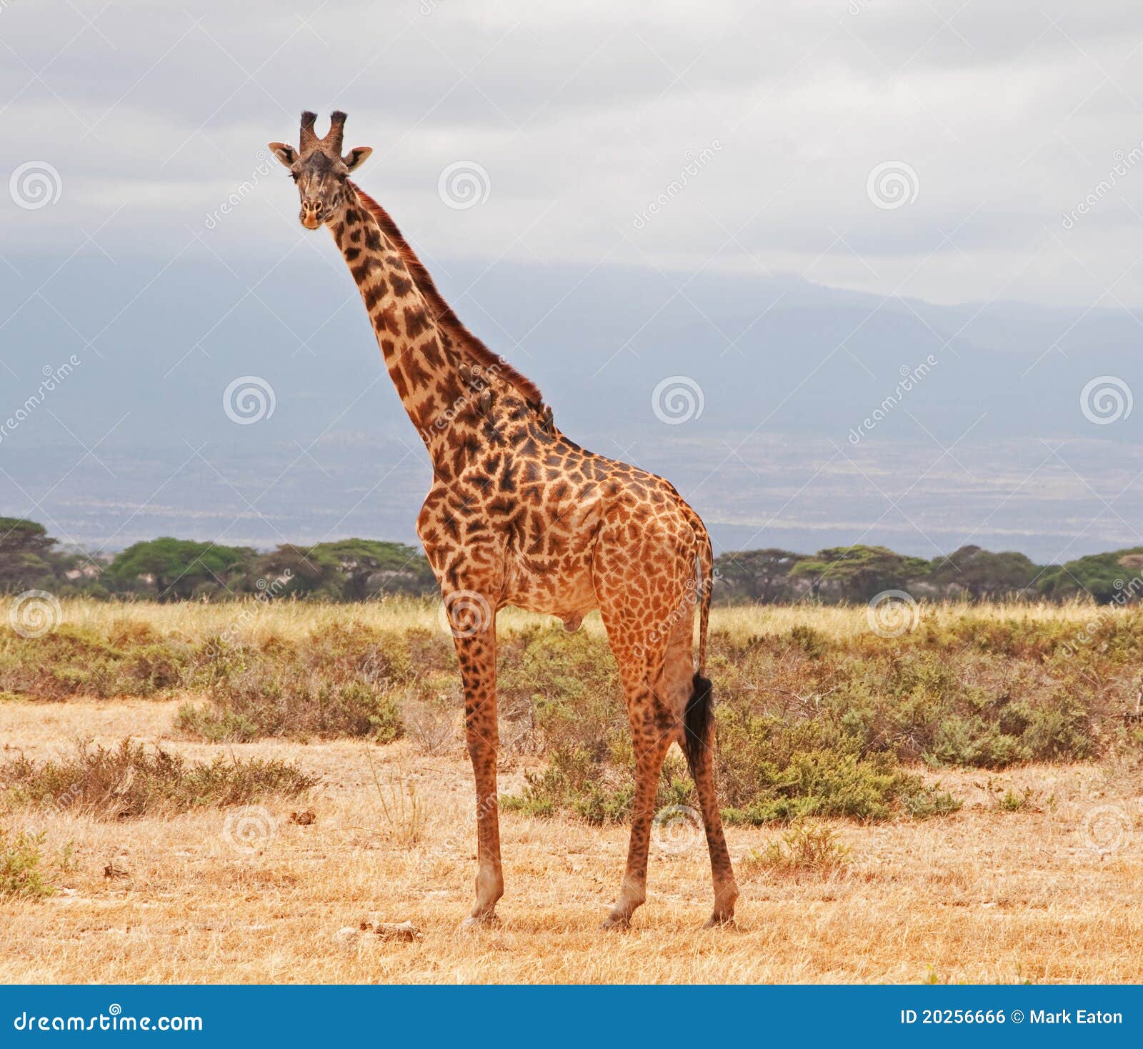 giraffe at amboseli national park, kenya